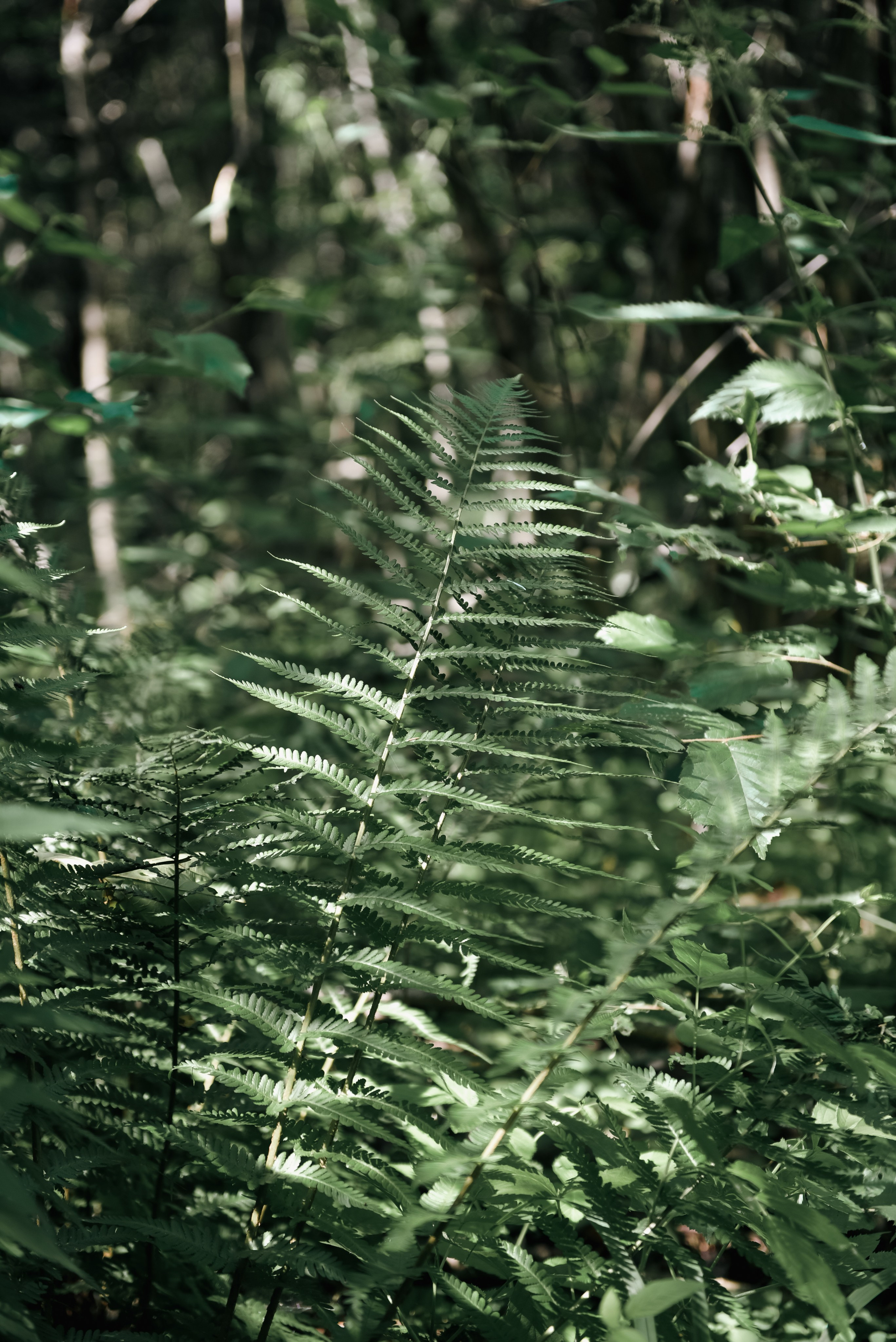 Green house. Фотограф, визажист. Москва