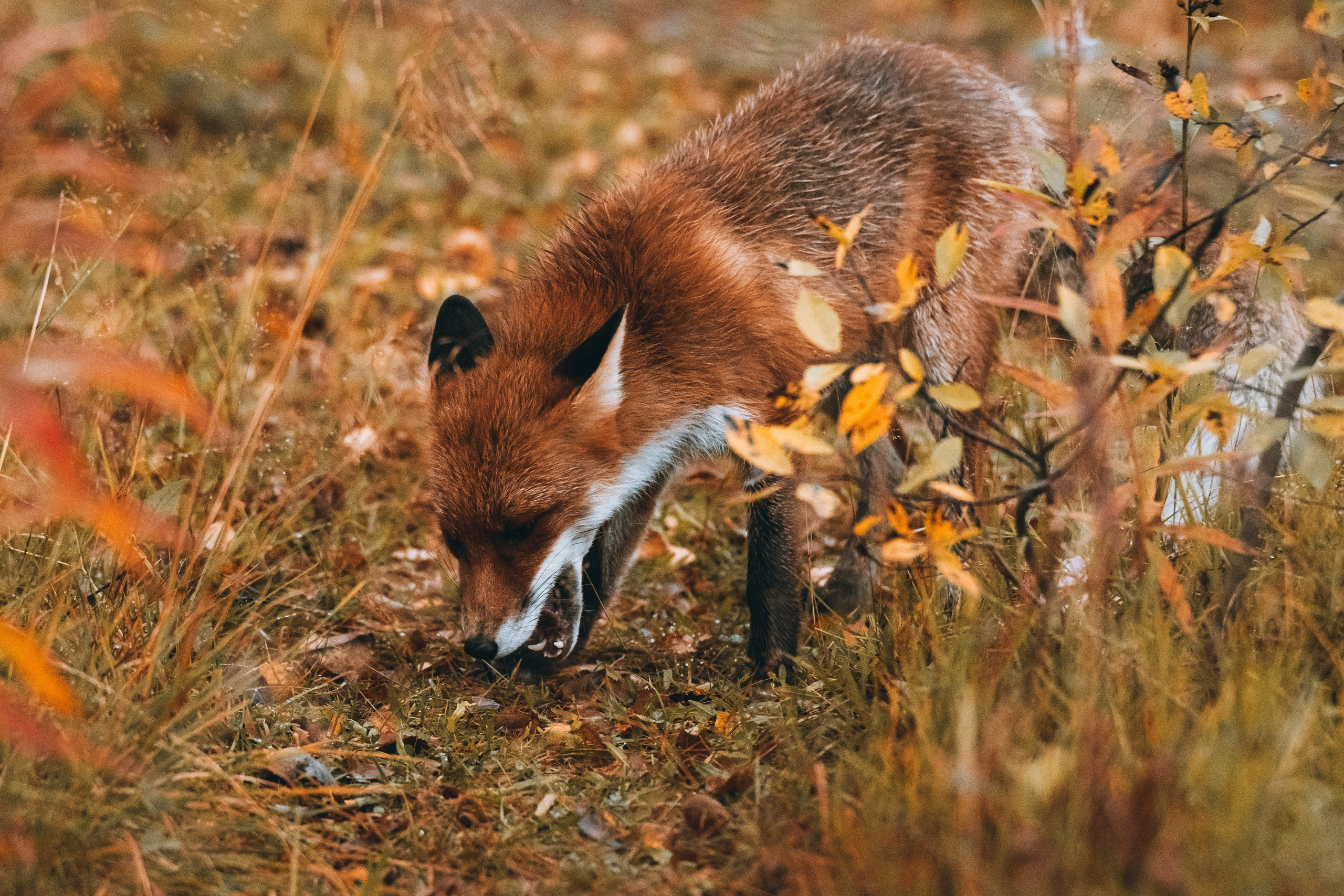 СЕВЕР. Event фотограф Степанова Александра