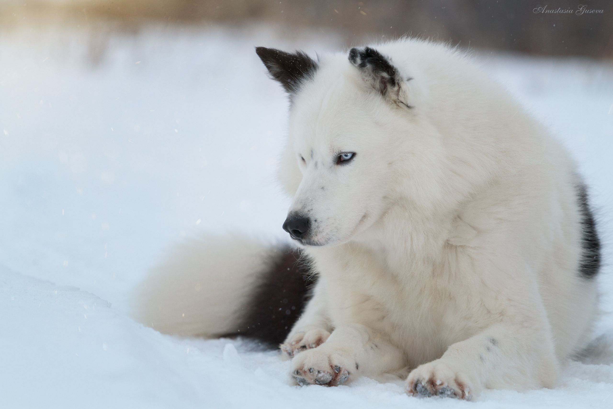 Стоимость семейной фотосессии. Семейный и анималист фотограф в Переславле Анастасия Гусева