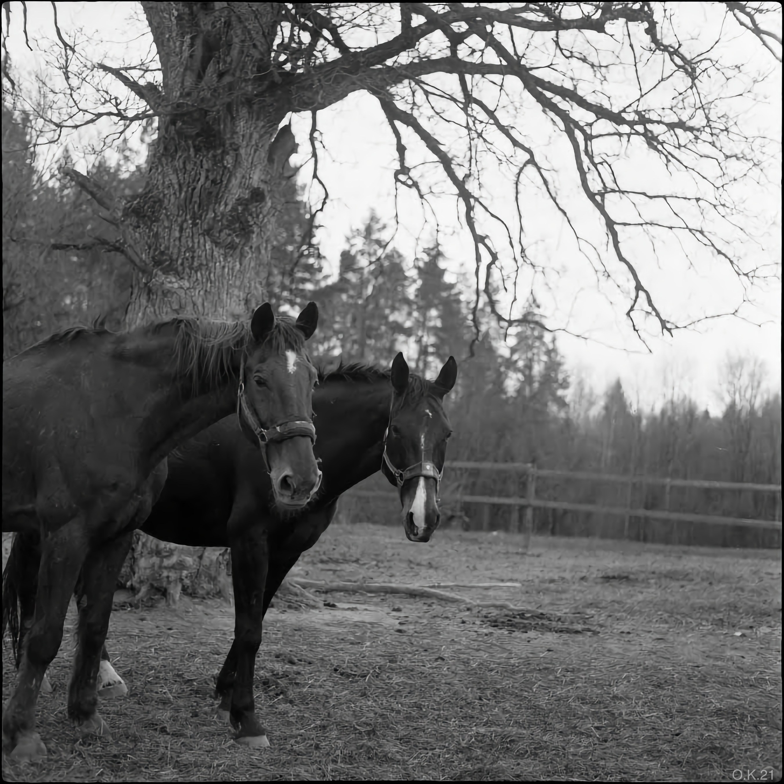 12 кадров № 1. Artkapella|Олег Кузнецов