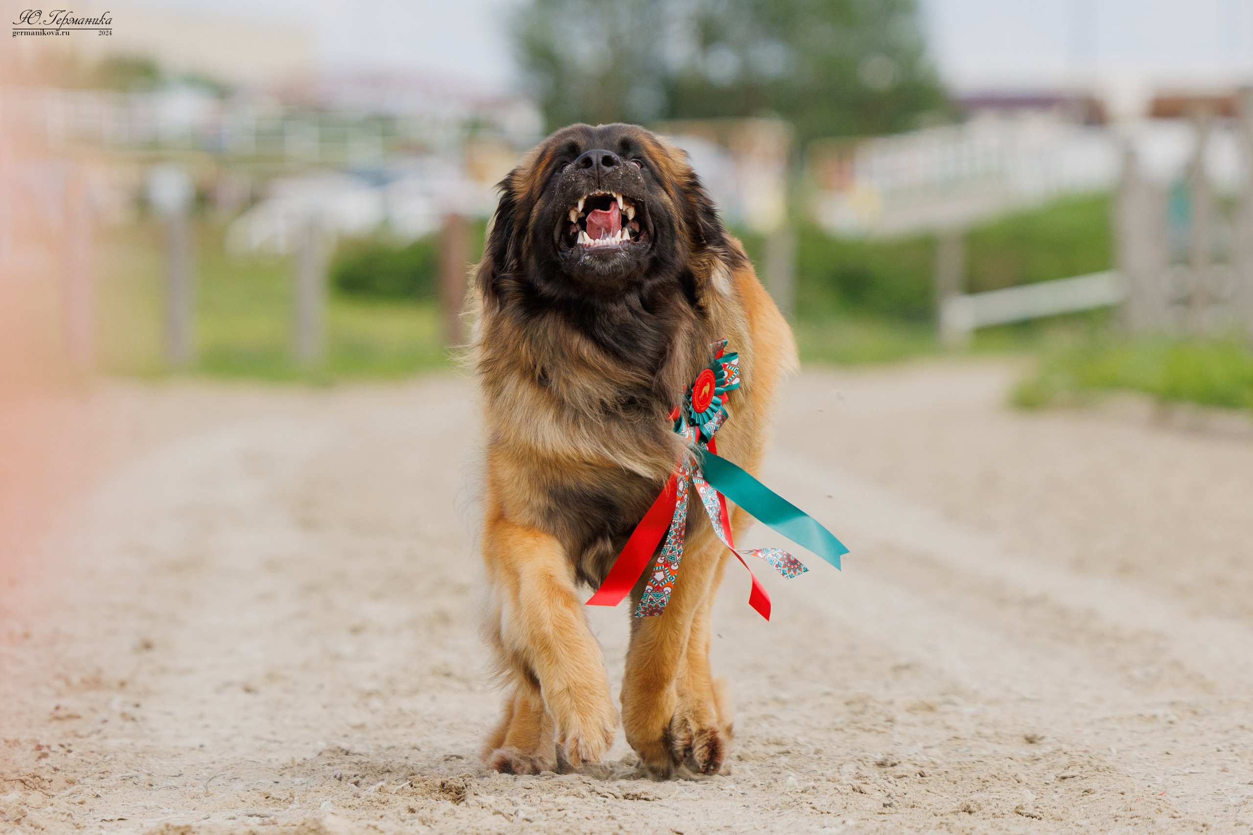 РОССИЯ 8-9.06.2024. Фотограф-анималист Юлия Германика