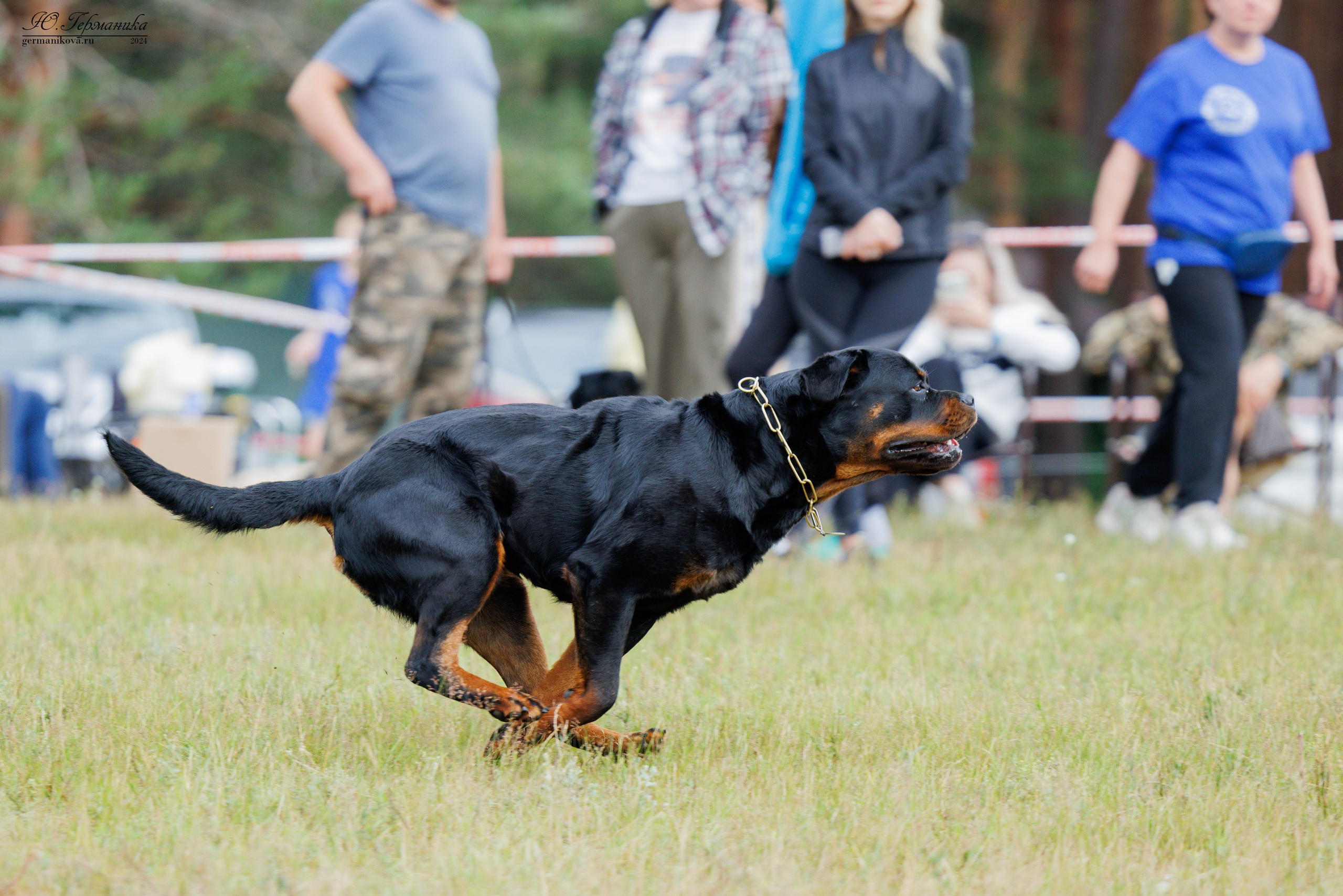 ПК и КЧК ротвейлеры Тверь 6-7.07.2024. Фотограф-анималист Юлия Германика