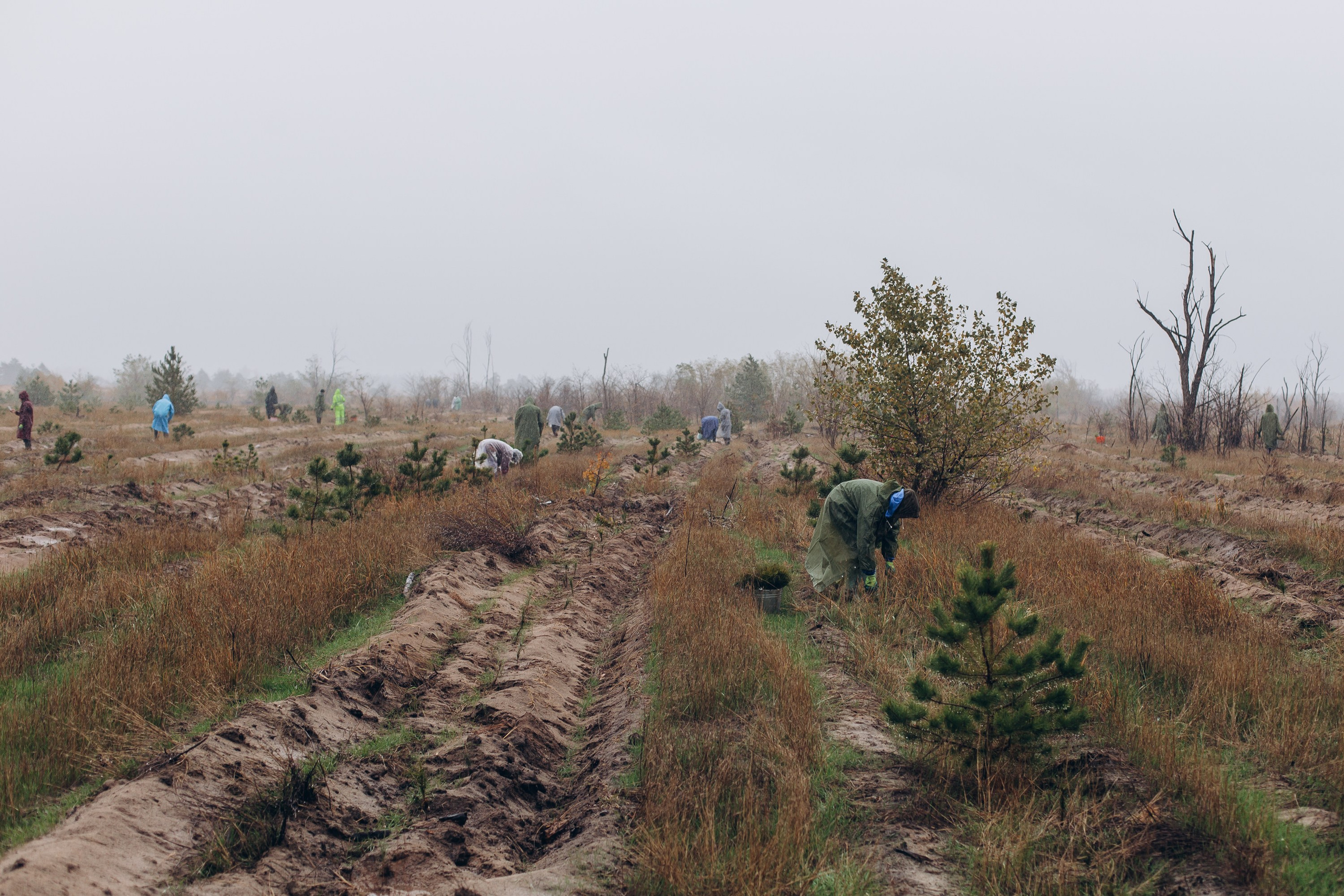 Посадка деревьев в Усть-Донецком районе. Артём Панфилов — Свадебный и семейный фотограф в Ростове-на-Дону