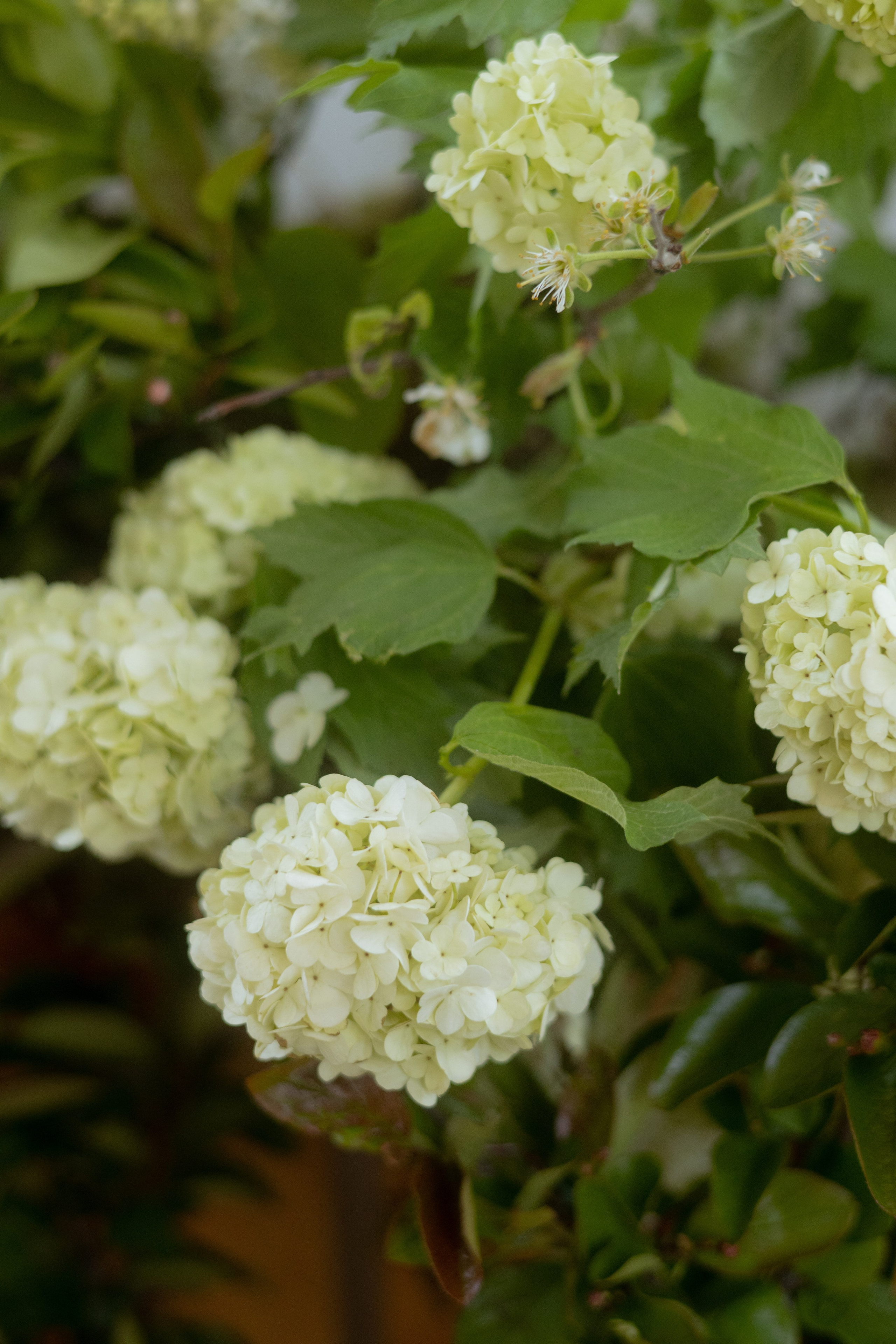 Утро Есении. Оформление свадеб, декор свадеб Вера Маркова, Москва