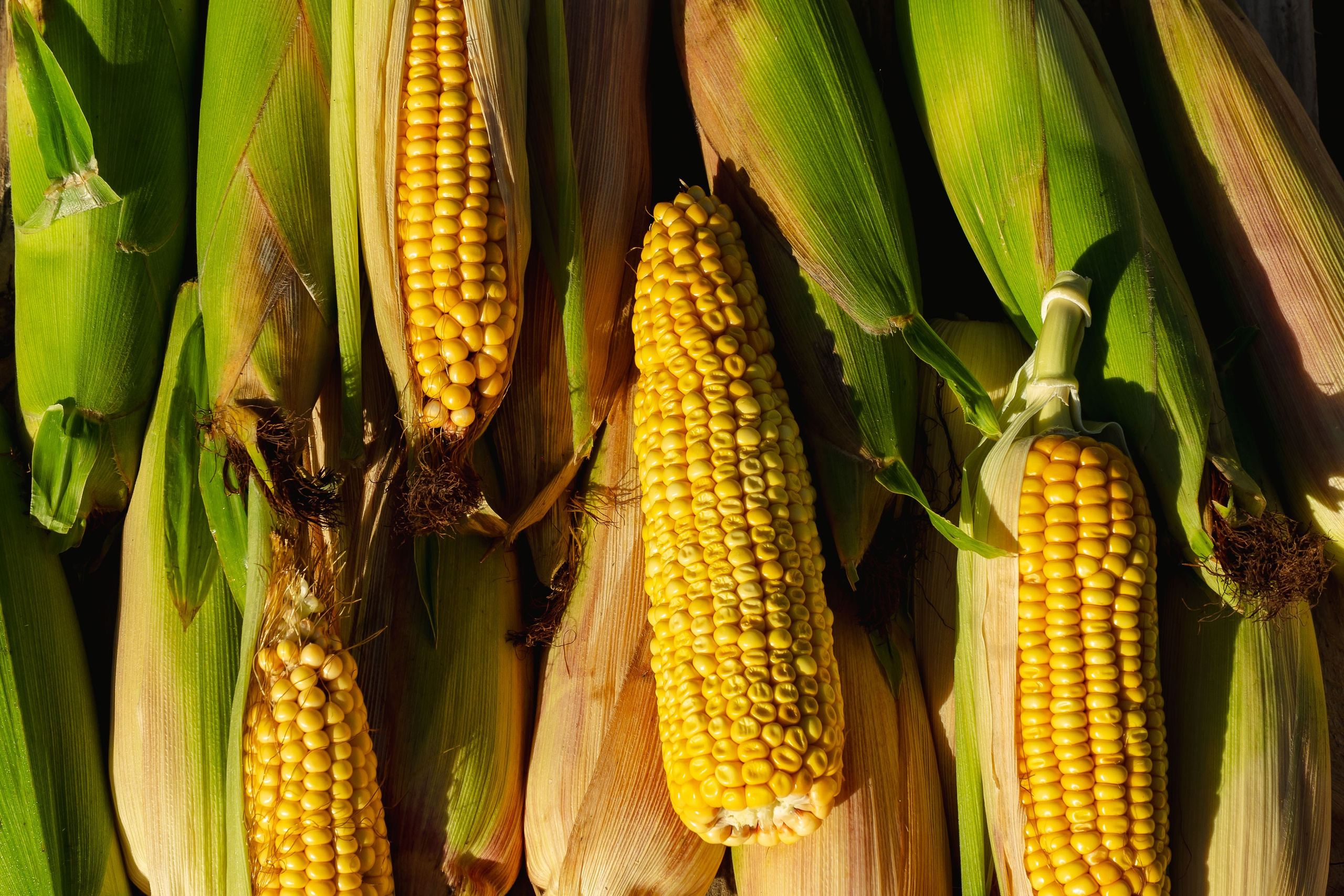 Коммерция. Портретный и событийный фотограф в Барнауле, Москве, Новосибирске