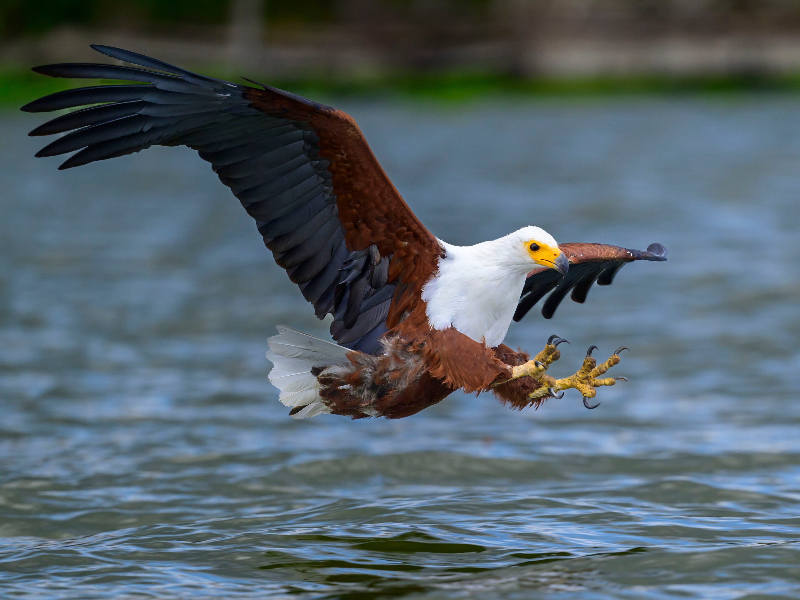Кения. Wildlife photography by Sergey Puponin