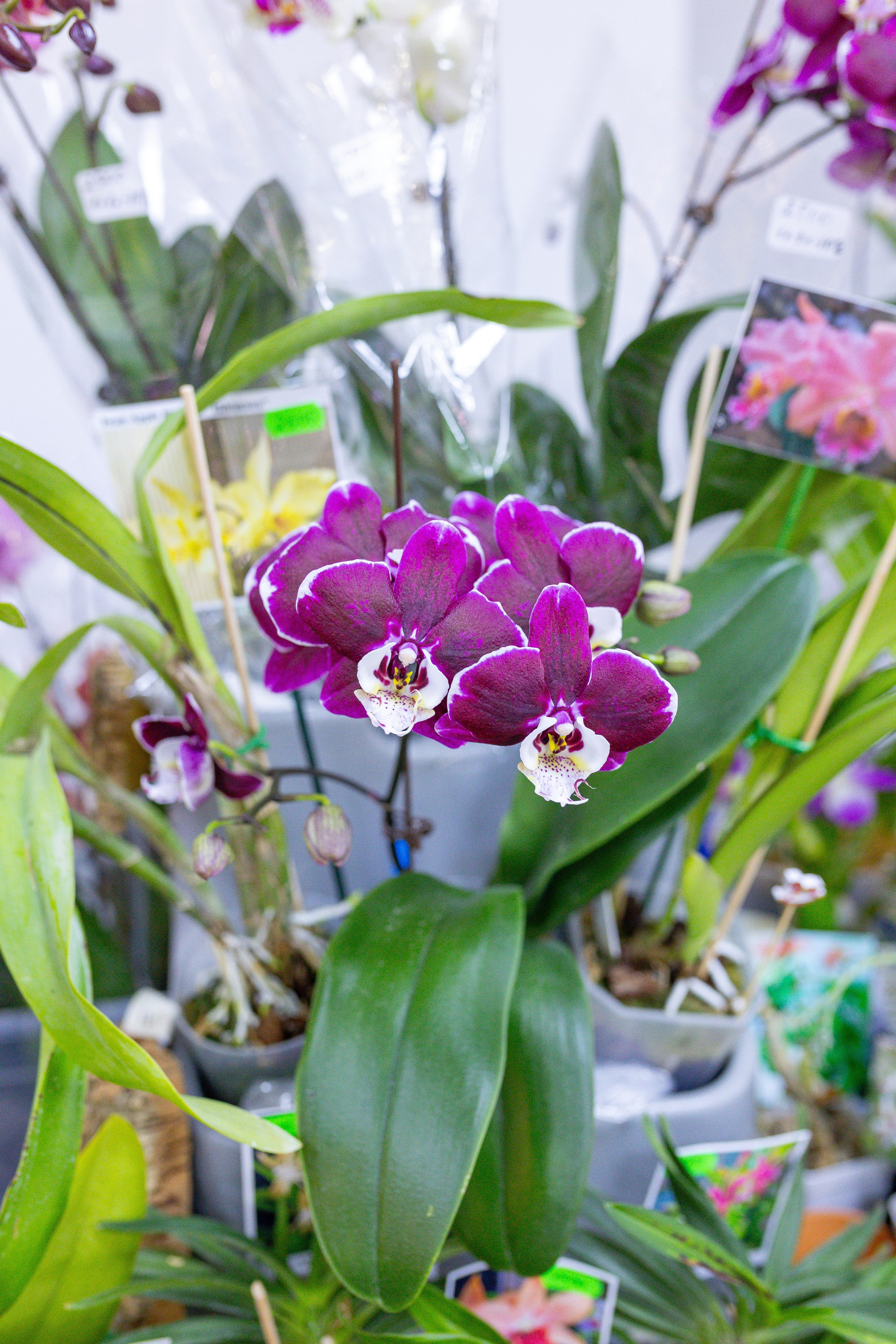 Орхидиум 12.2025. Александра Куликова фотограф, Москва