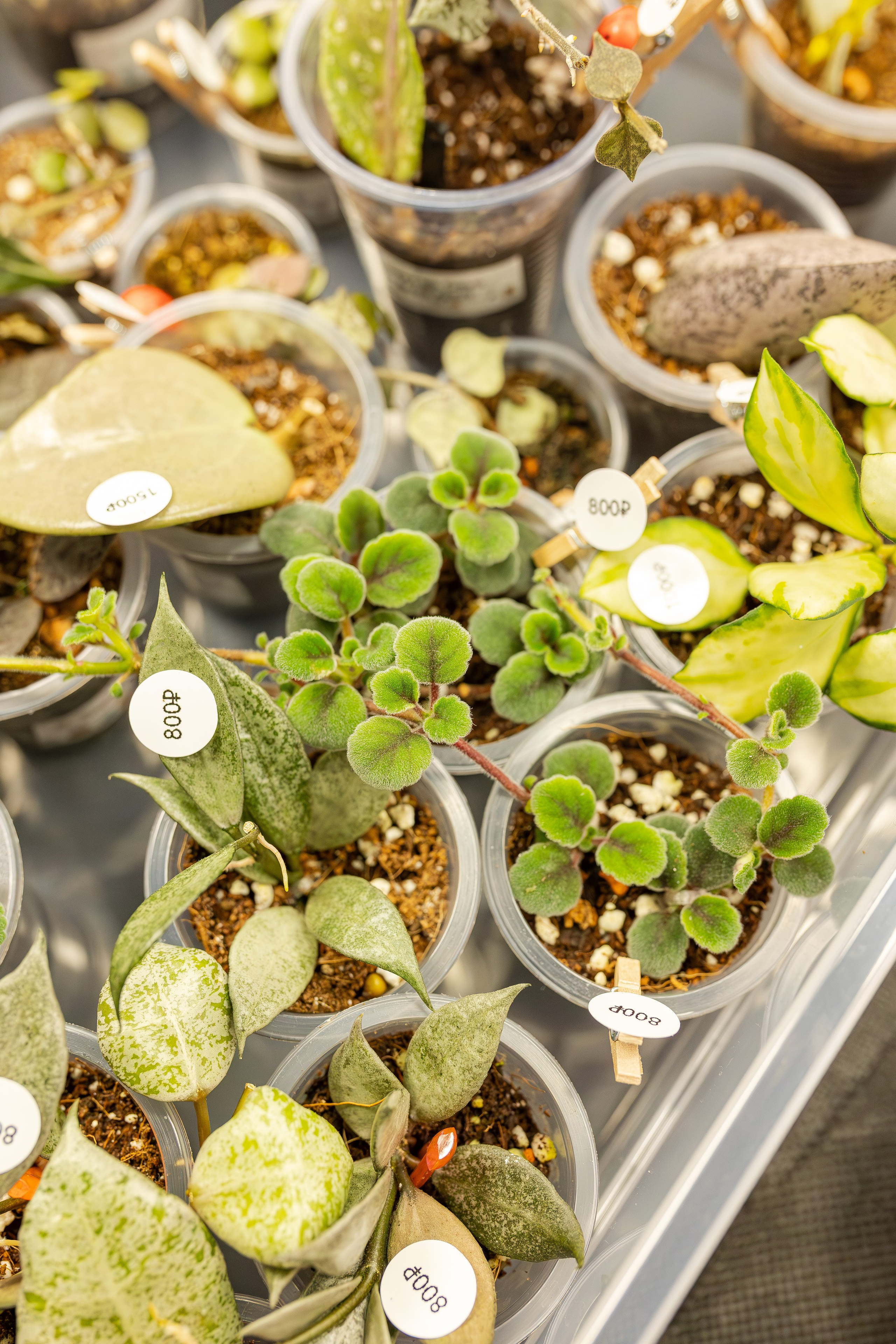 Монстериум апрель 2026. Александра Куликова фотограф, Москва