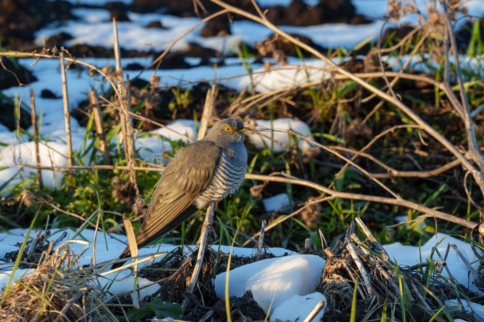 Удивительные мир птиц. Вокруг нас столько прекрасного — присмотритесь!. Ваш личный фотограф Марина Волкова
