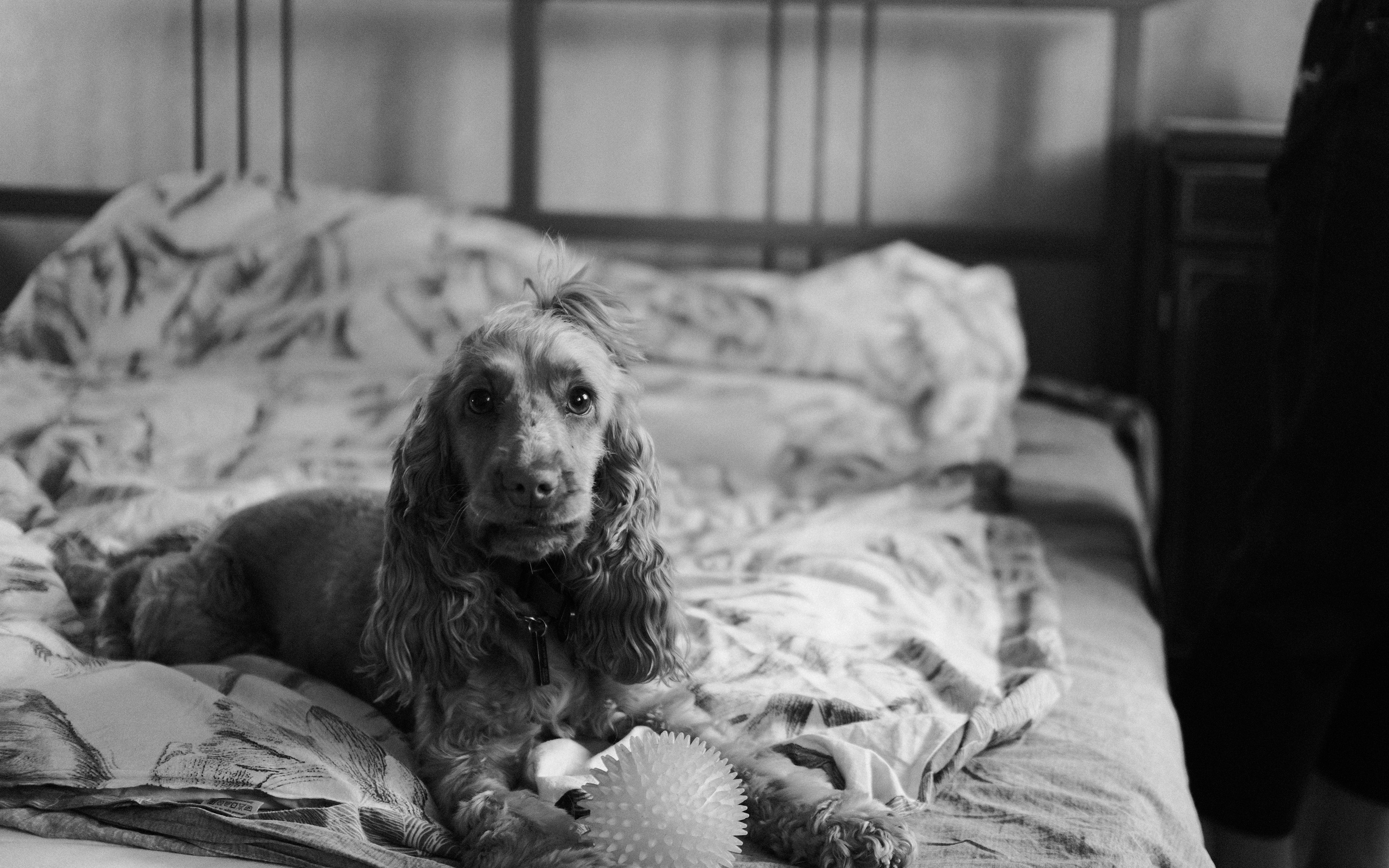 Кошки и собаки. Михаил Долганов