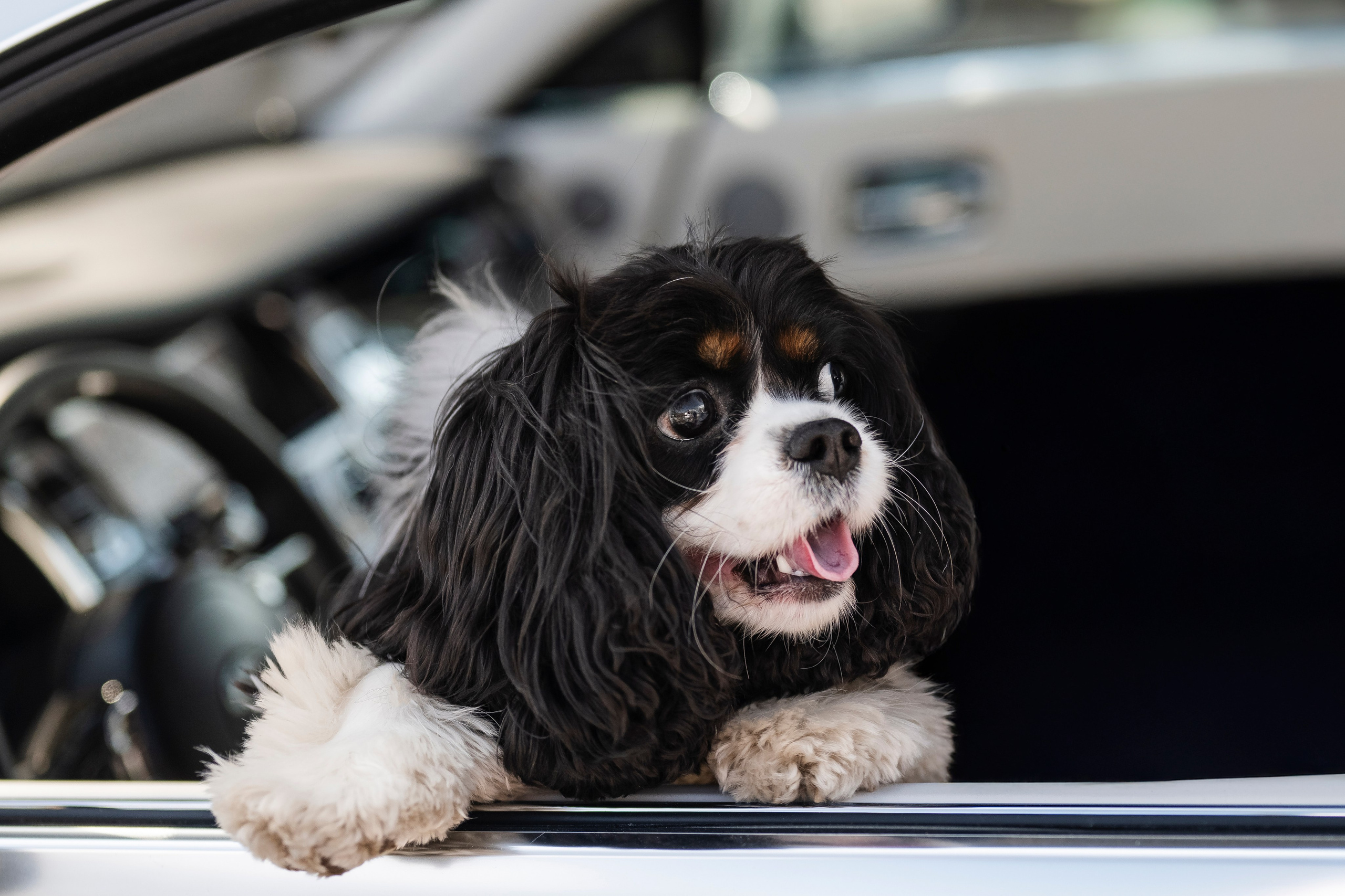 DOGIGO на прогулке. Фотограф анималист в Санкт-Петербурге Таша Крейв