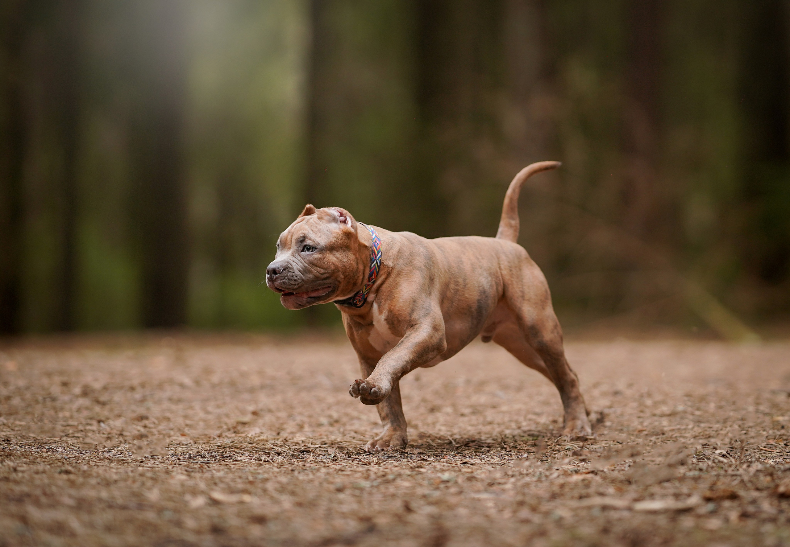 Щенки булли. Фотограф-анималист в Санкт-Петербурге Яна Мартынова