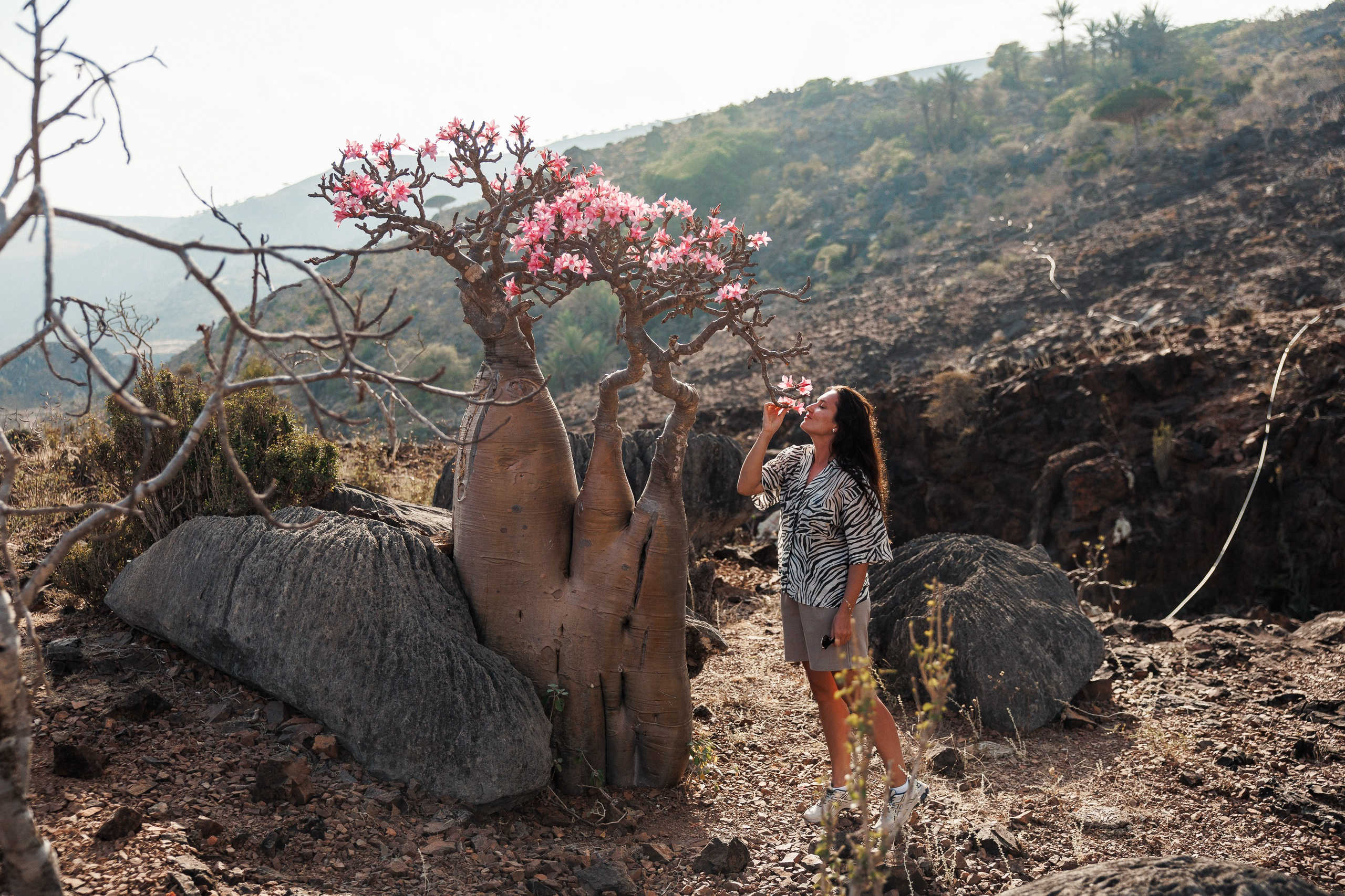 Socotra
