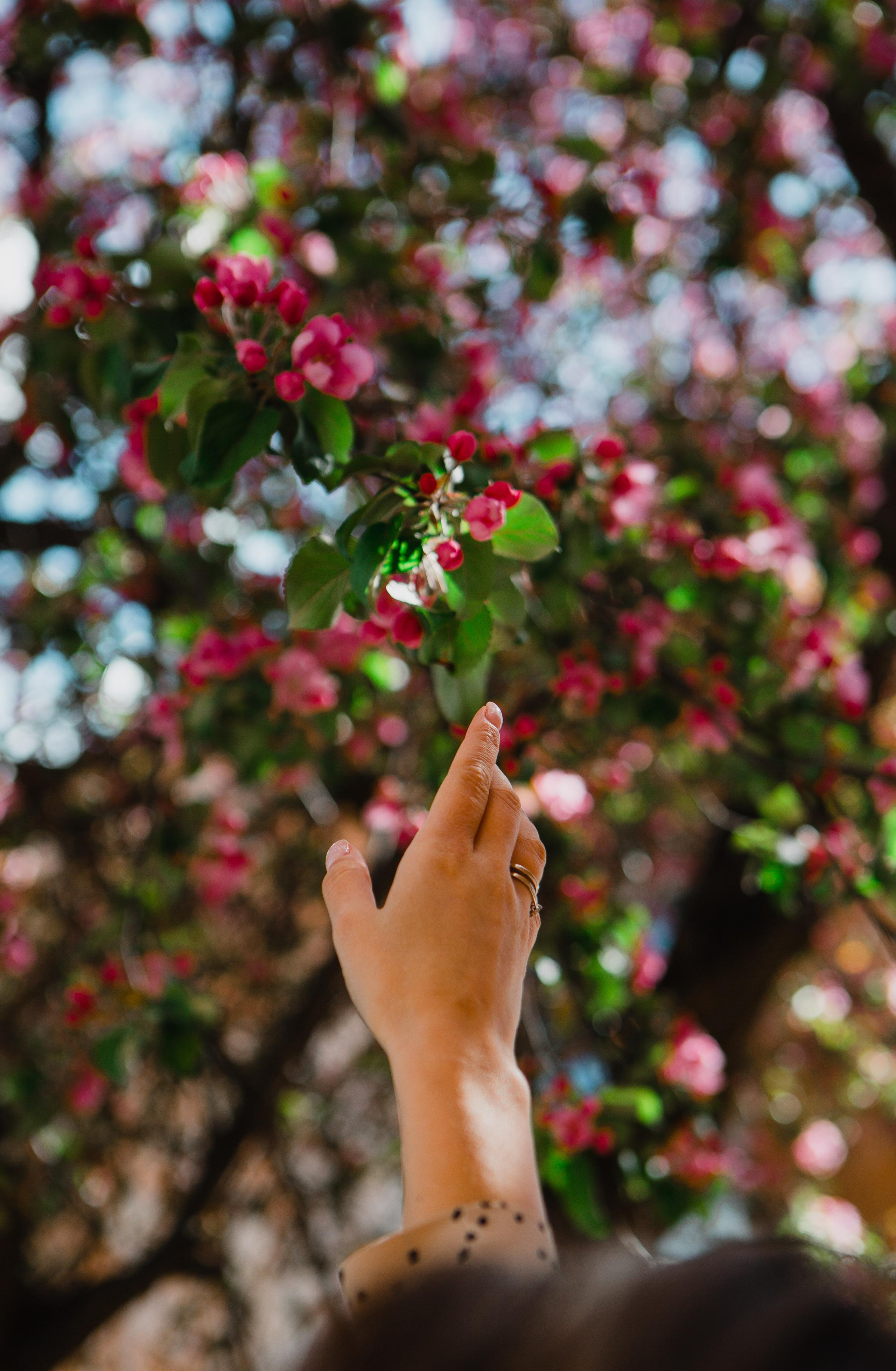 Цветущий горд. Ангелина. Ваш фотограф Любовь Чистякова