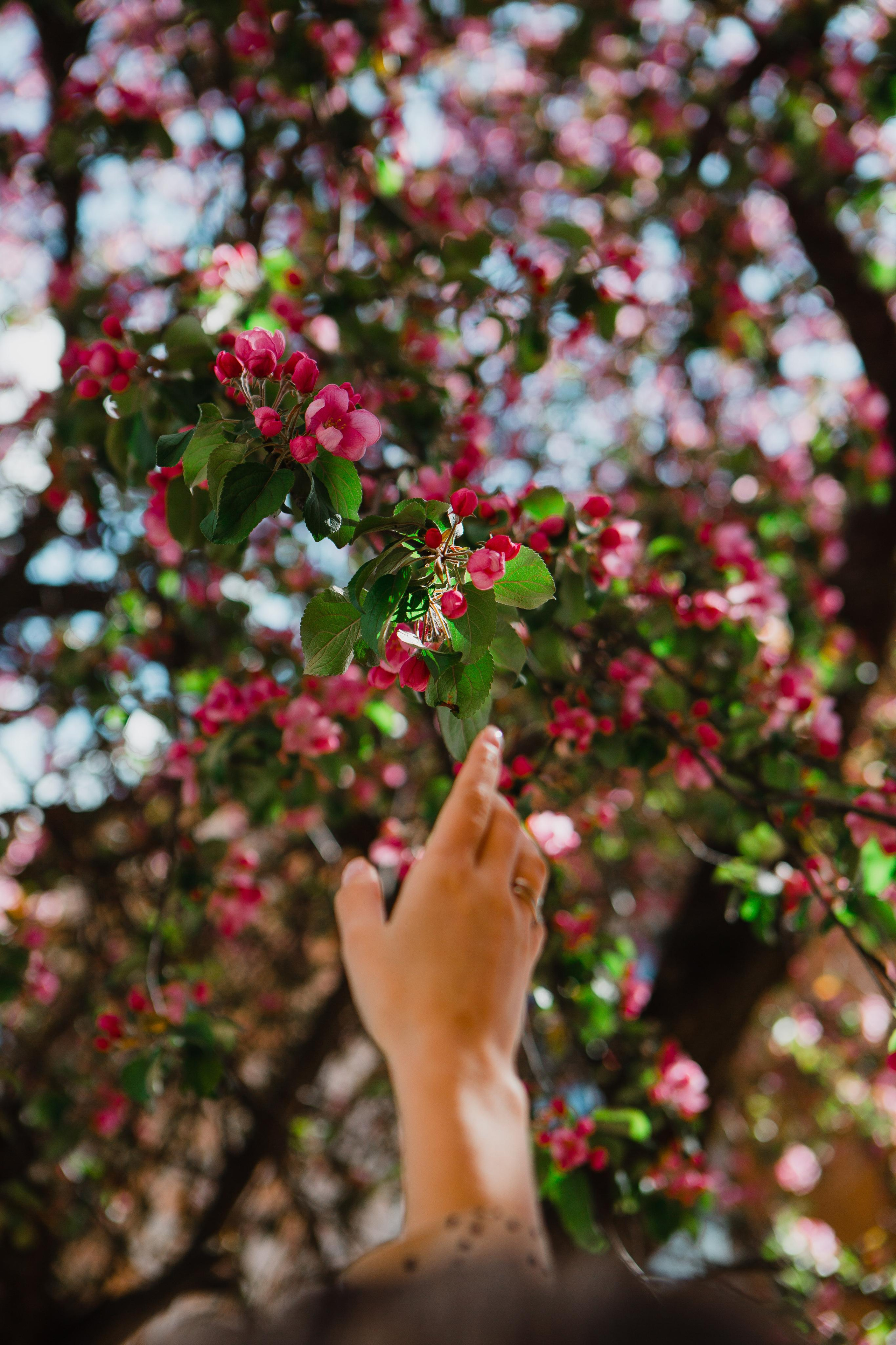 Цветущий горд. Ангелина. Ваш фотограф Любовь Чистякова