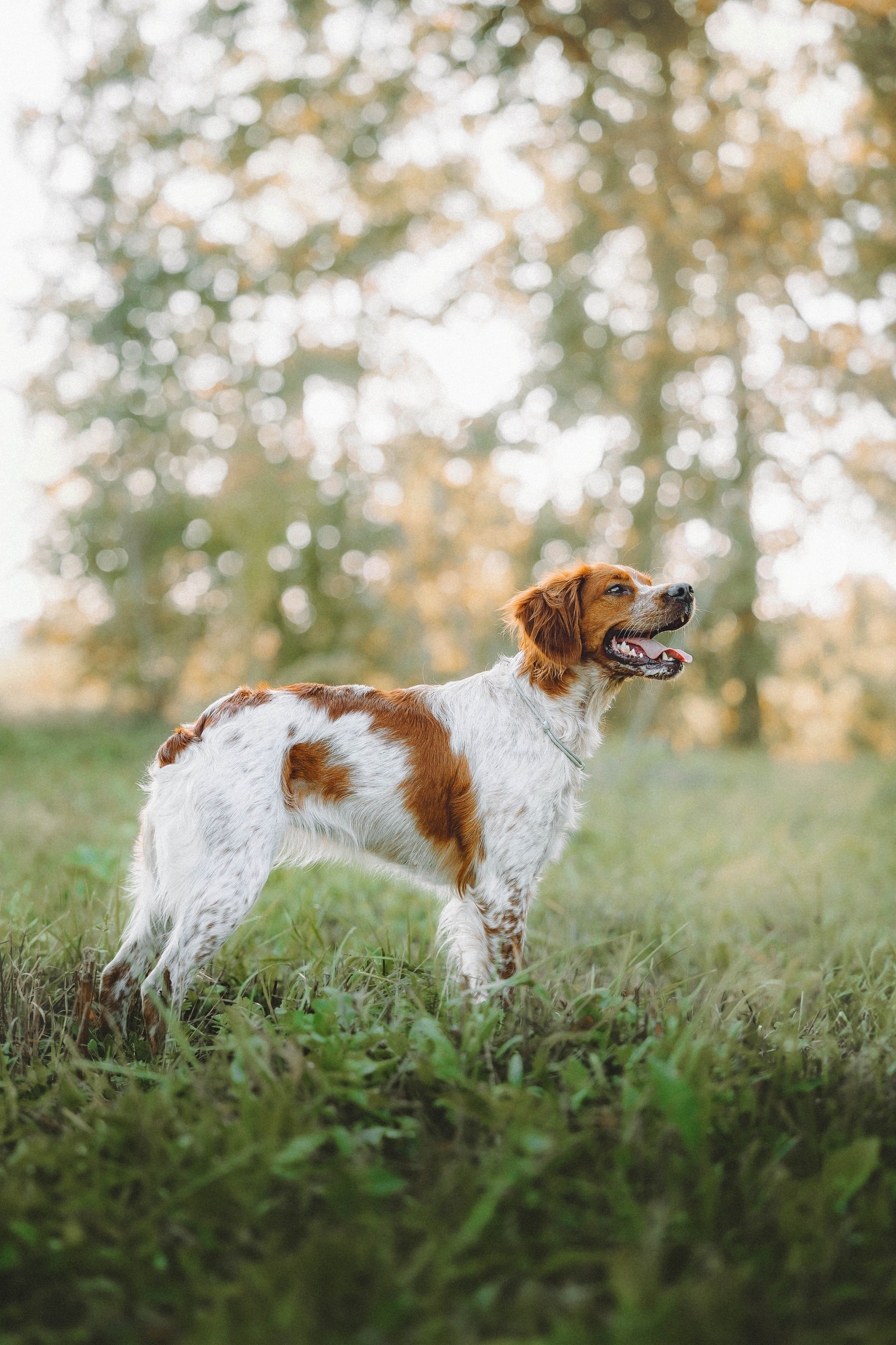 Камри и Пафи