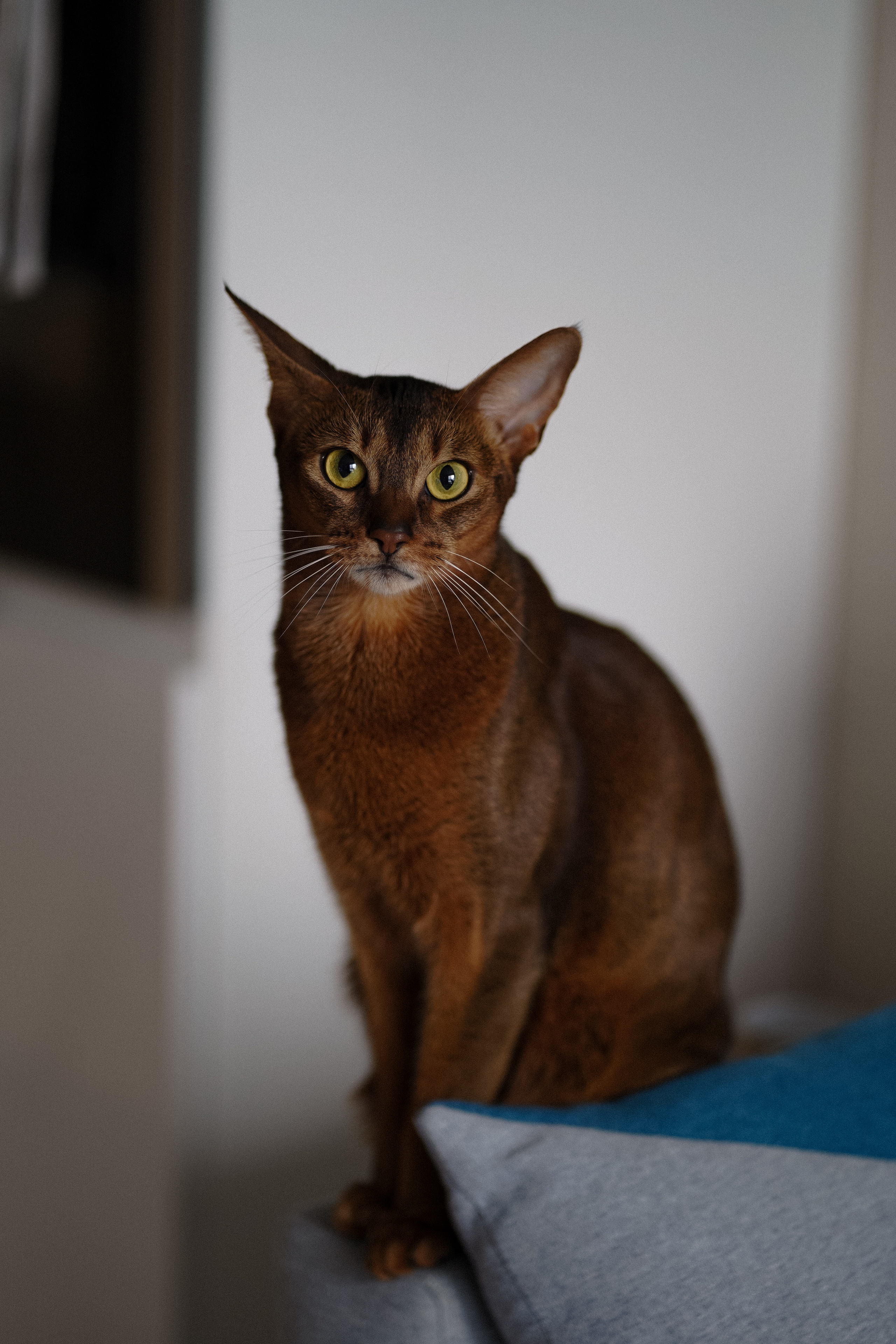 Юля, Сережа и Оскар. Lifestyle