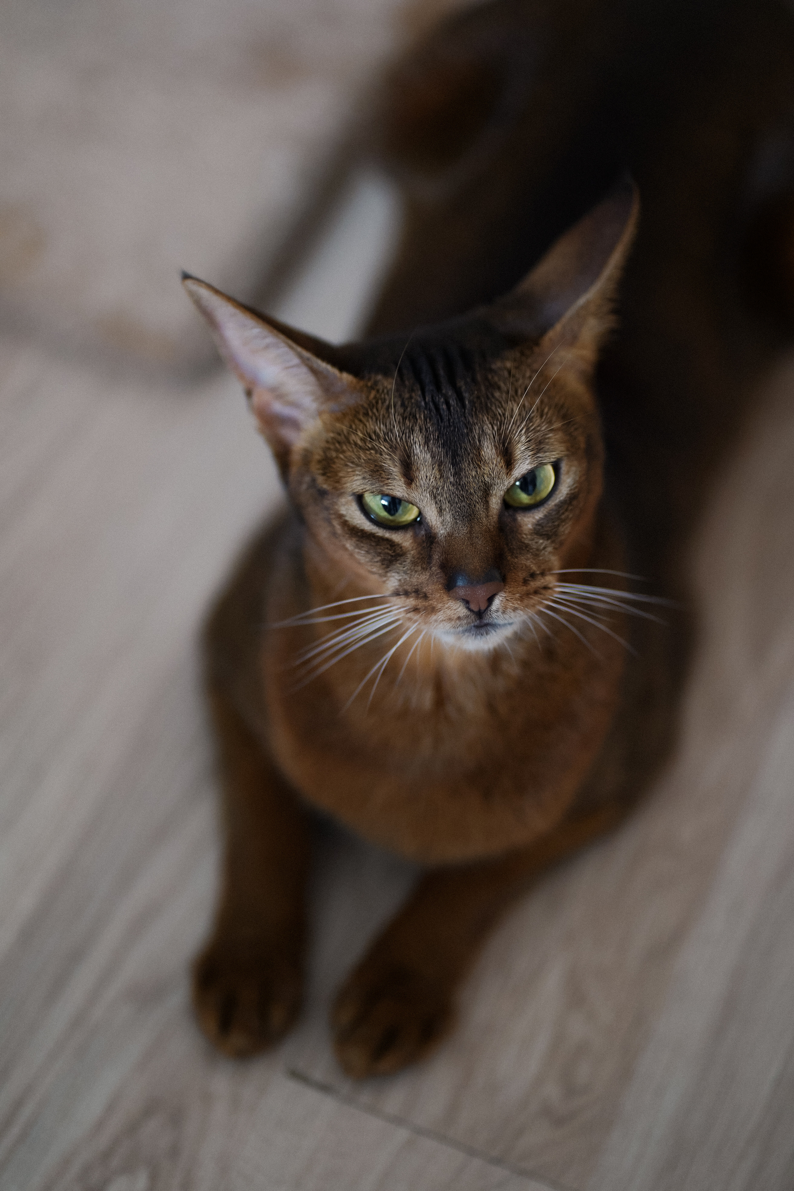 Юля, Сережа и Оскар. Lifestyle