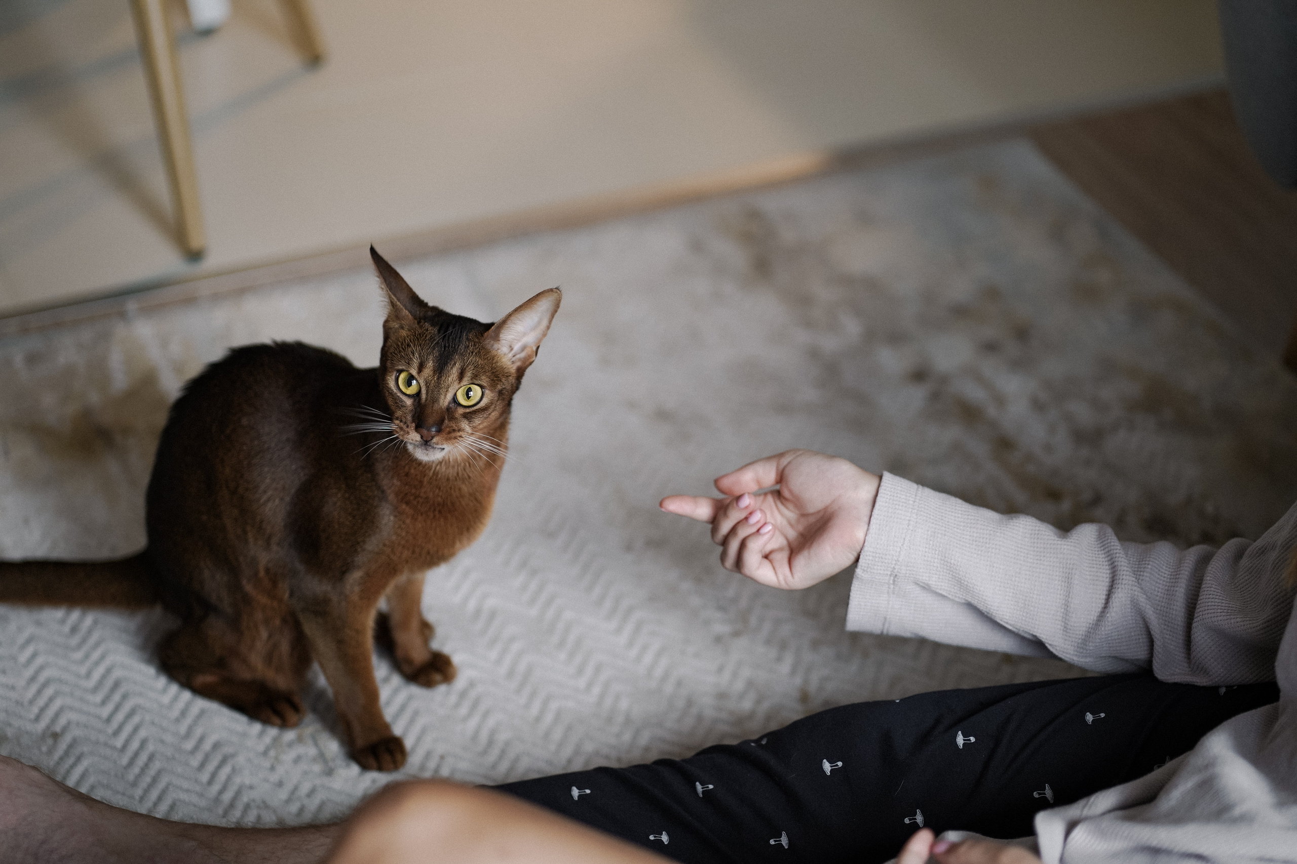 Юля, Сережа и Оскар. Lifestyle