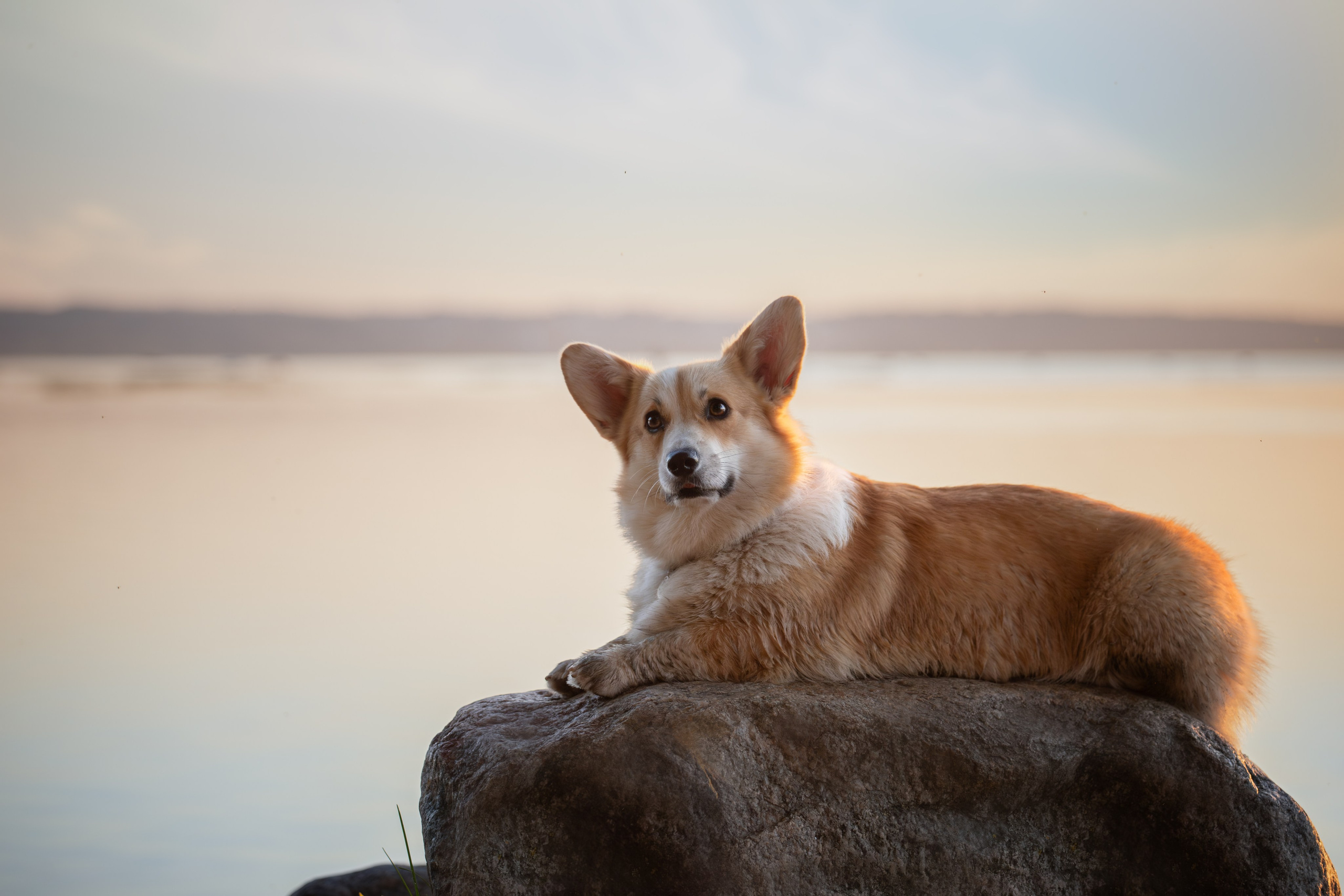 Фотосъёмка собак. Семейный и анималист фотограф в Переславле Анастасия Гусева