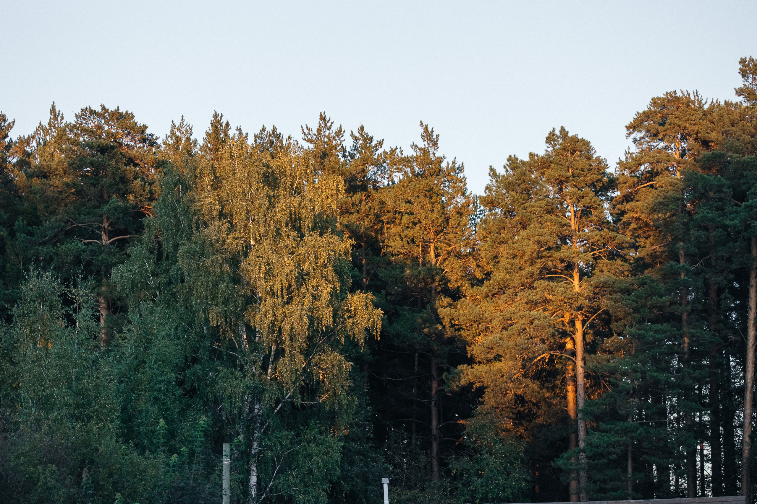 ANASTASIA & YAROSLAV. Свадебный фотограф | Екатеринбург | Сочи | Артем Шестаков