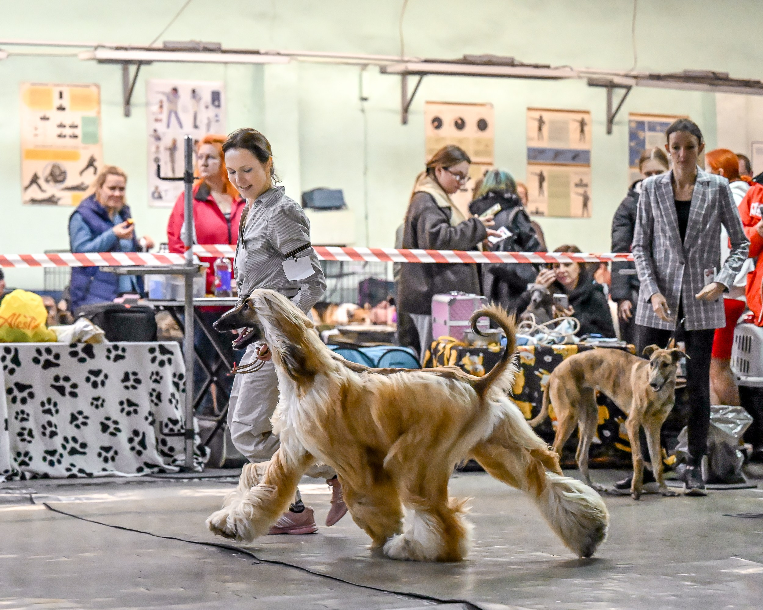 07.11.2025 Клуб Хобби. Галерея фотографий афганской борзой