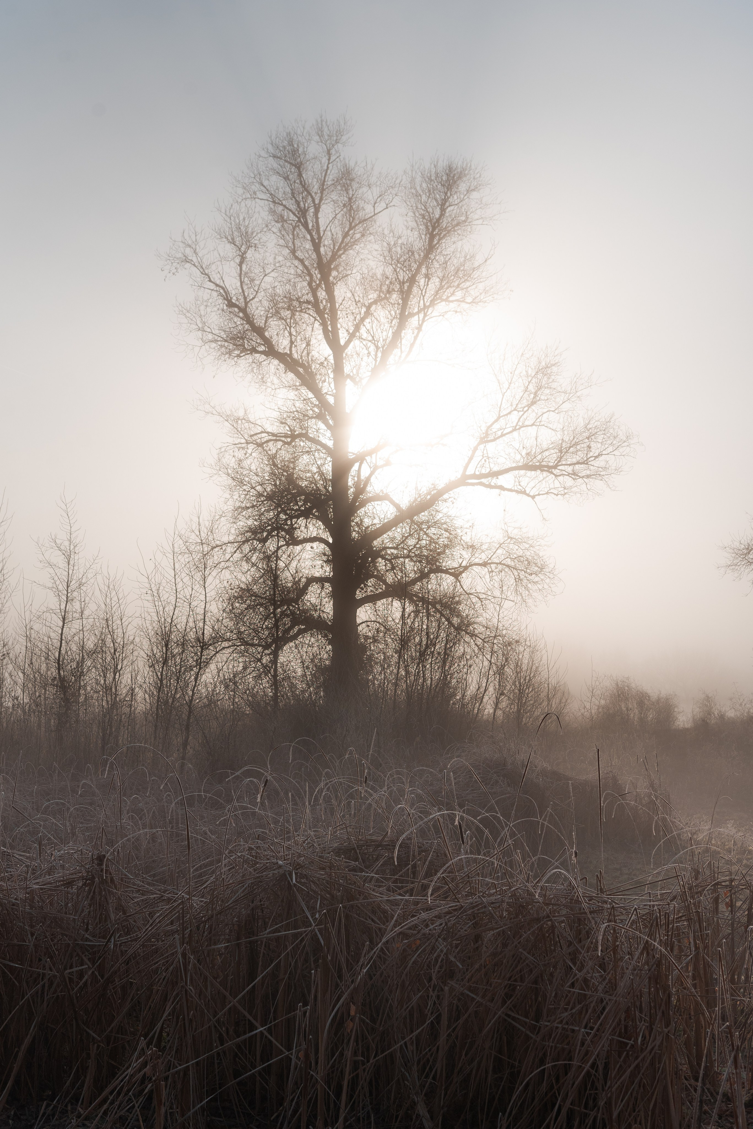 Фотографии утреннего тумана под Волжским. Фотограф в Волгограде и Волжском Александр Горбань