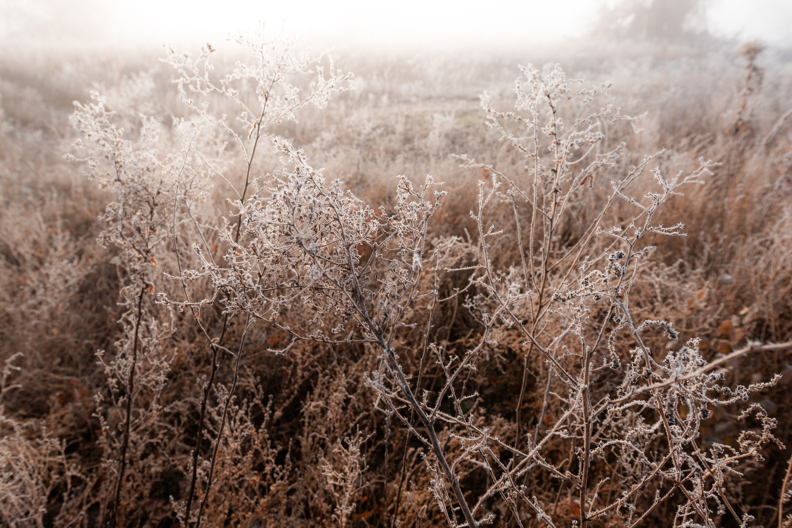 Фотографии утреннего тумана под Волжским. Фотограф в Волгограде и Волжском Александр Горбань