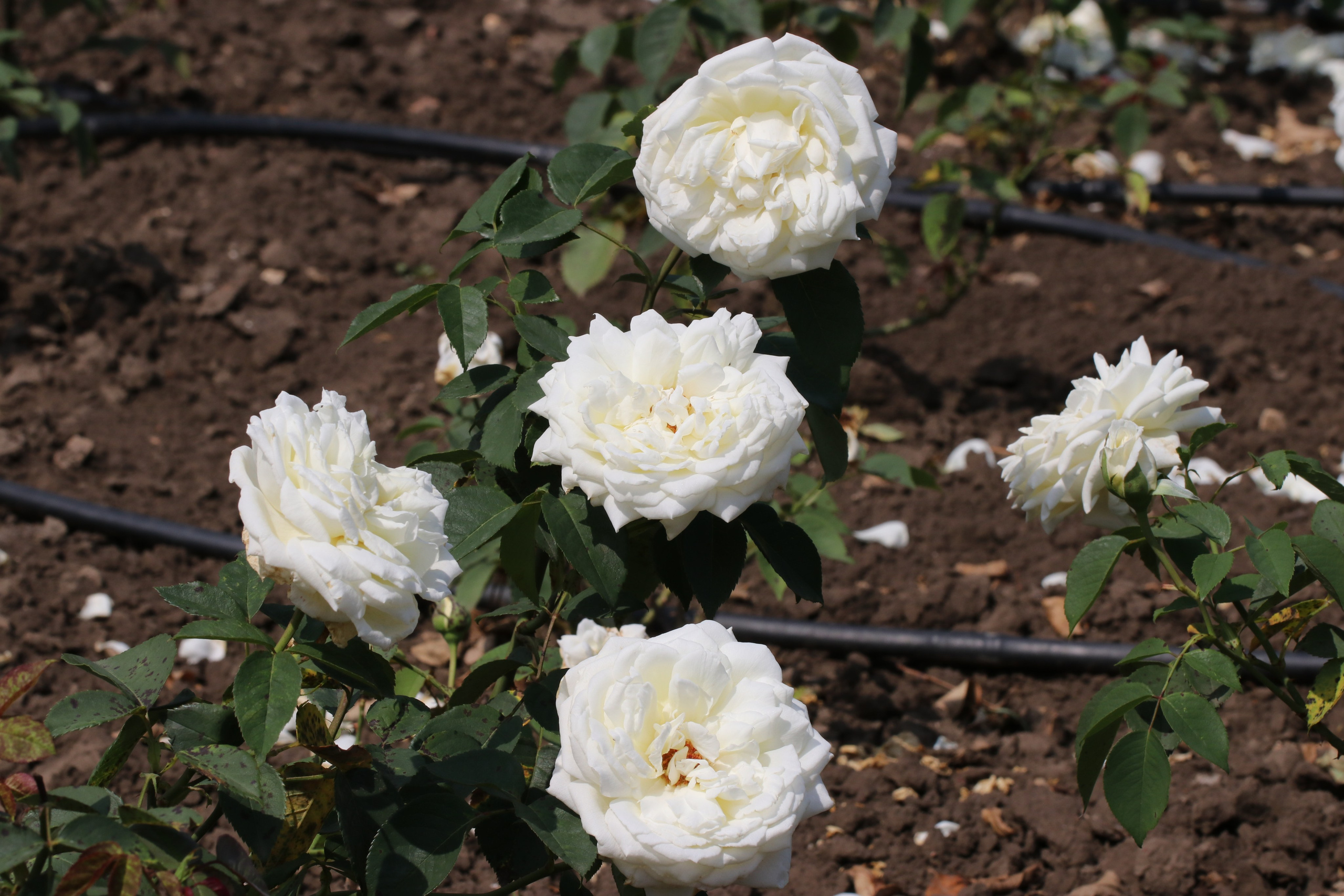 Долина роз в Кисловодске. Фото-художник и Репортажный фотограф Николаев Александр Алексеевич