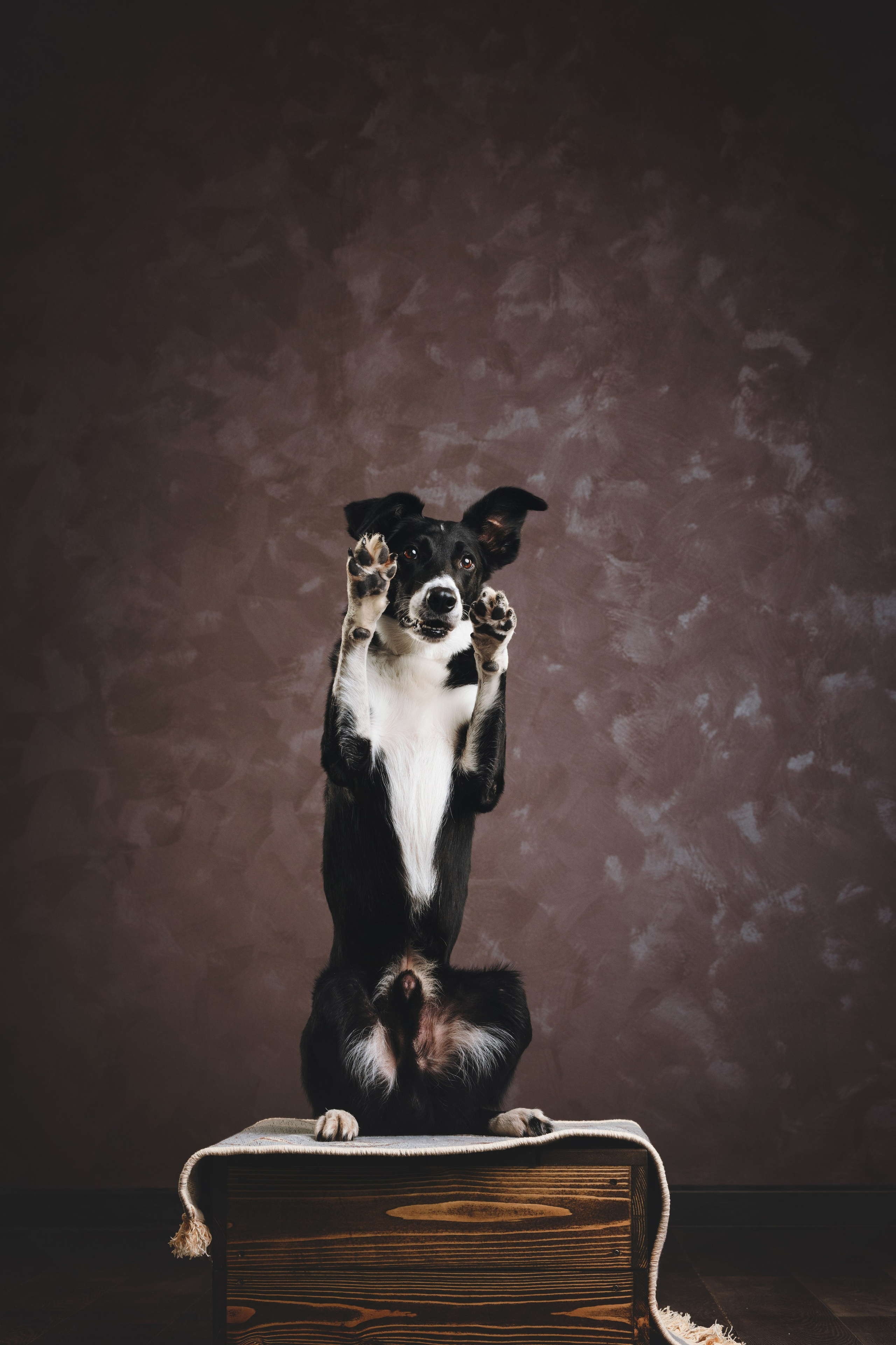 Бордер-колли. Фотограф анималист Осипчикова Мария