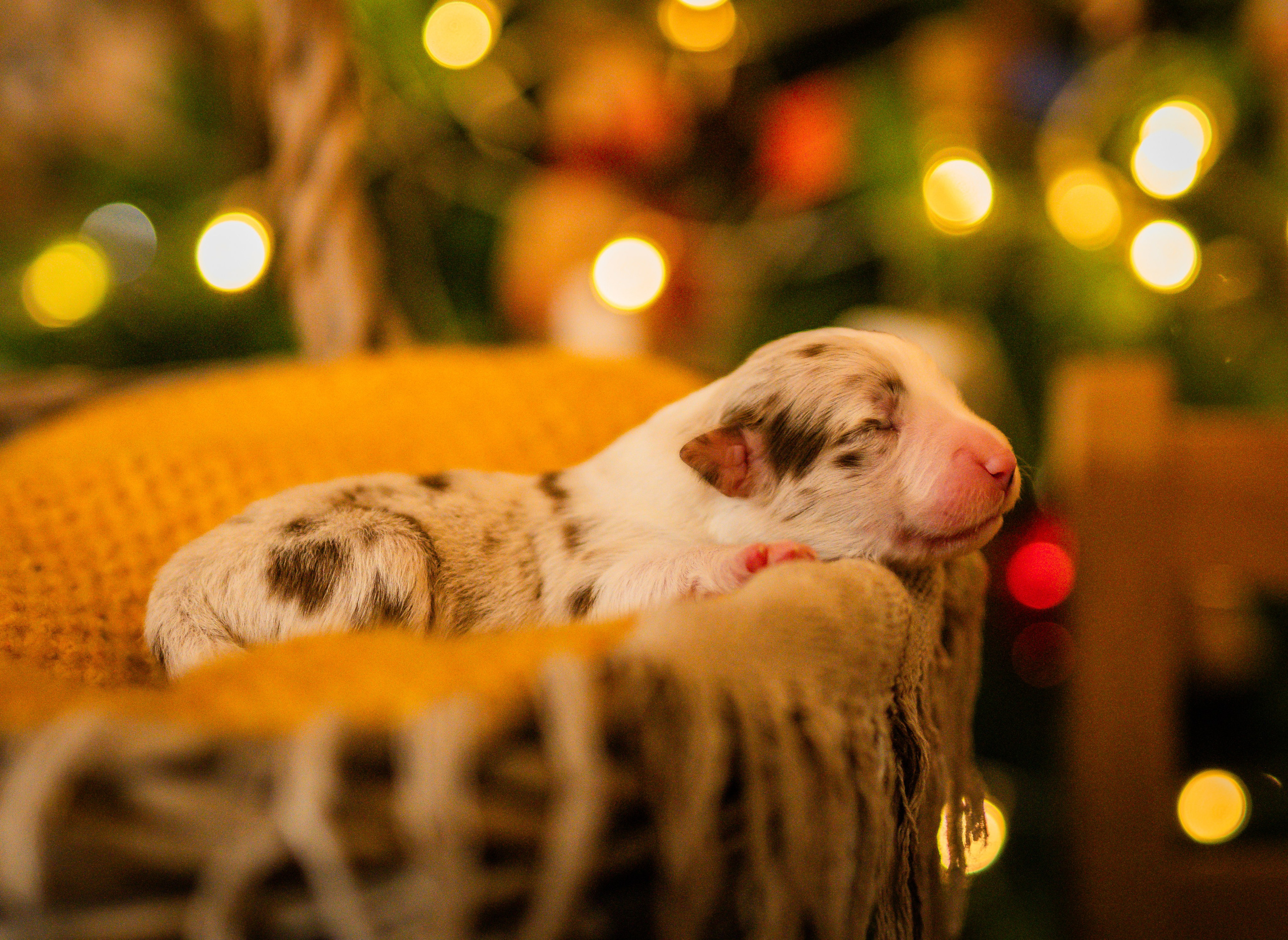 Фритсвит. Семейный фотограф Ефремова Виктория