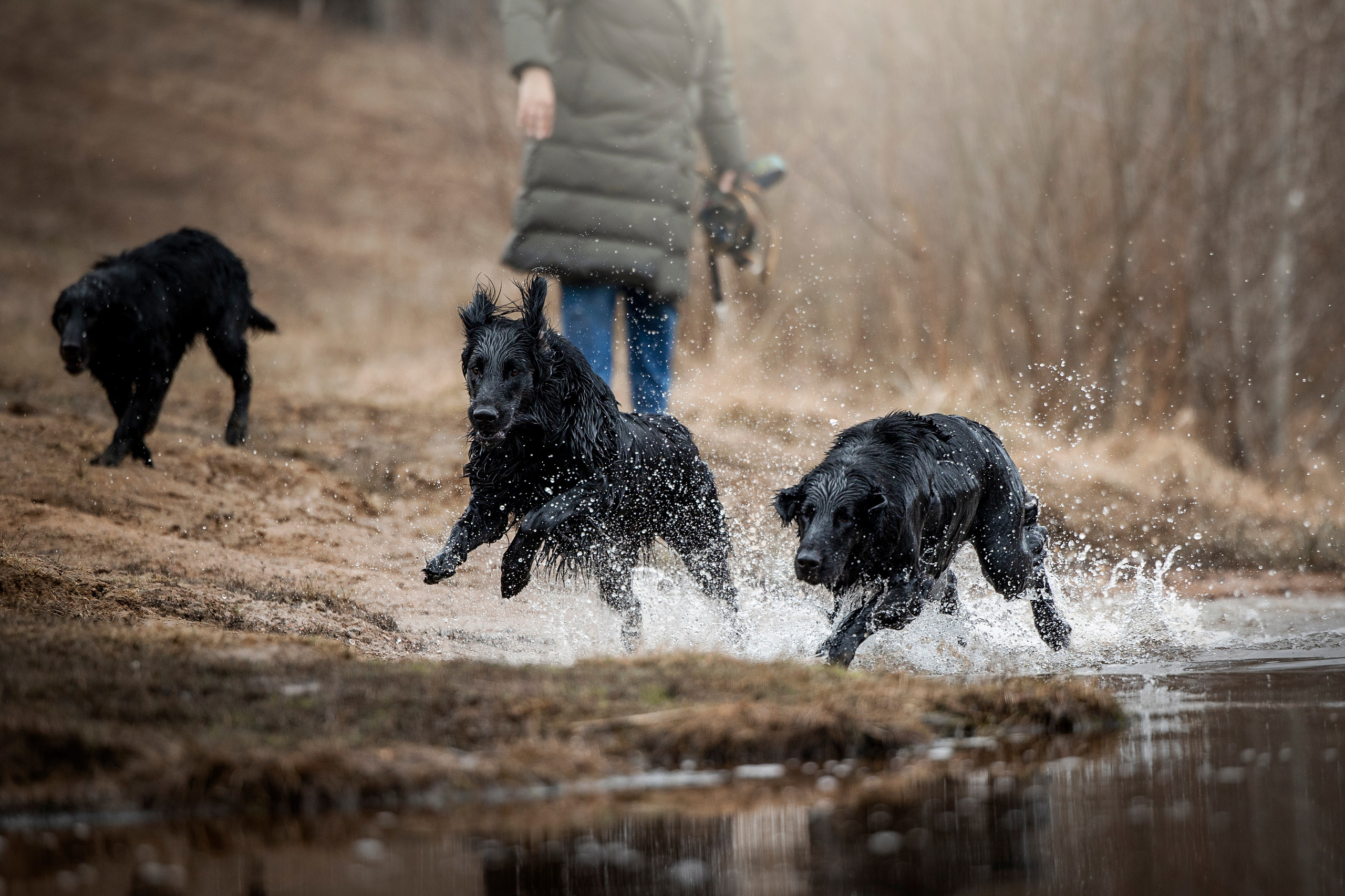 Ора, Ева, Рози и их семья. Фотограф — Анималист | Санкт-Петербург