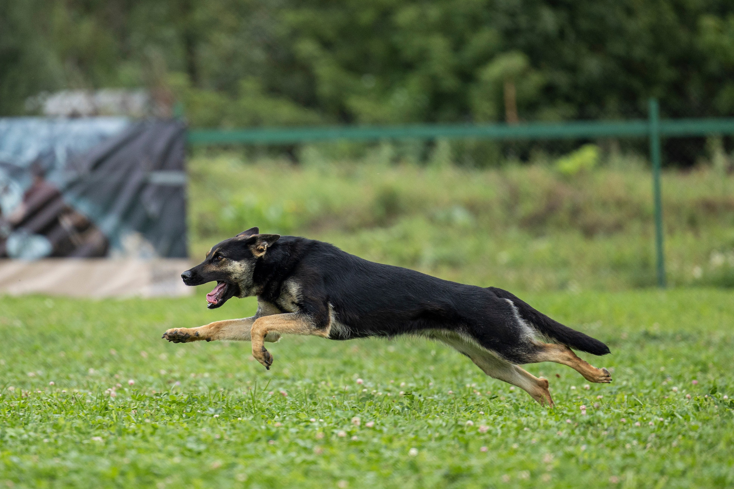 Соревнования по Мондьорингу г. Вологда 10-11.08.2024. Фотограф-анималист Анна Маринич
