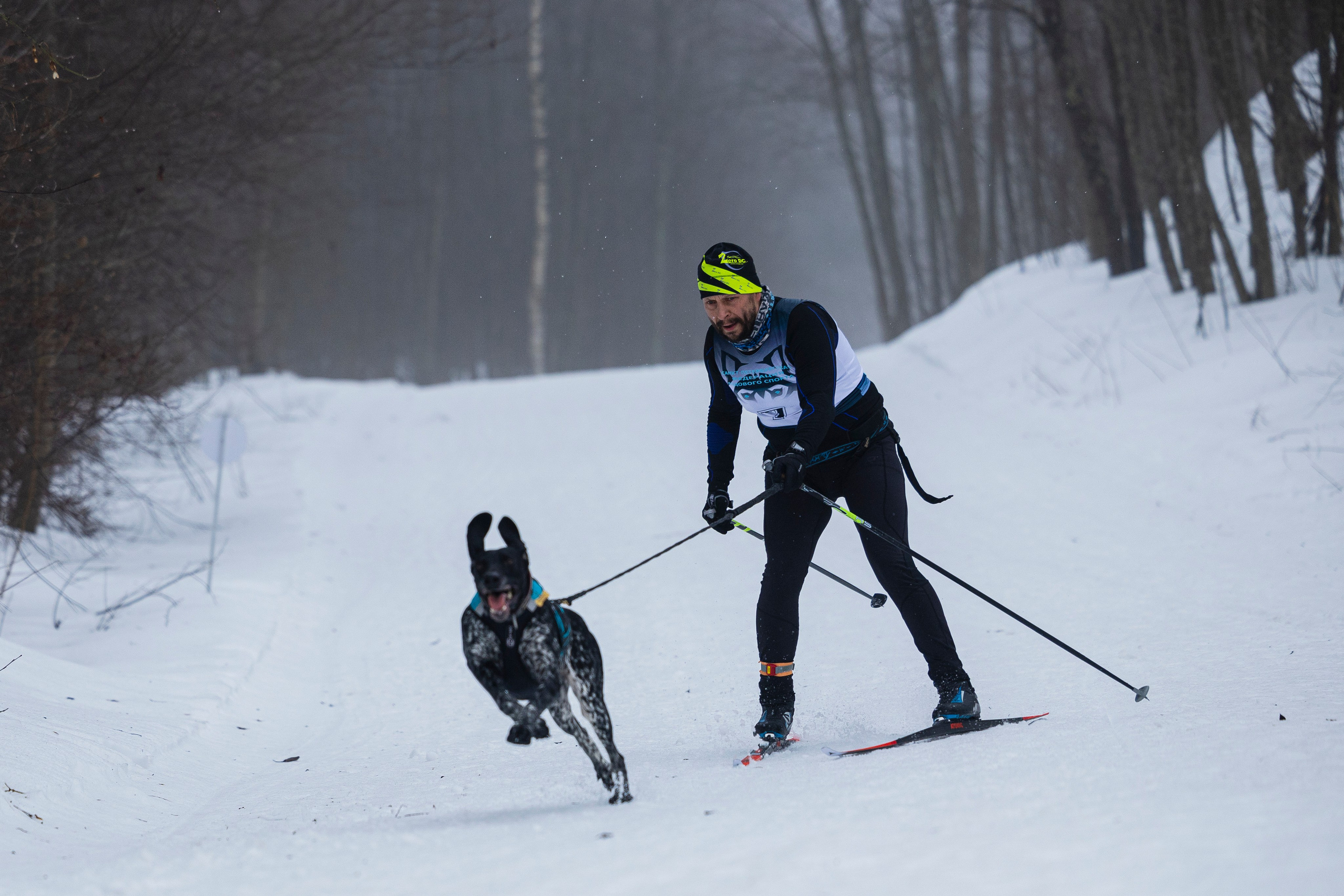 Зимний Чемпионат Санкт-Петербурга по ездовому спорту. Фотограф-анималист Анна Маринич