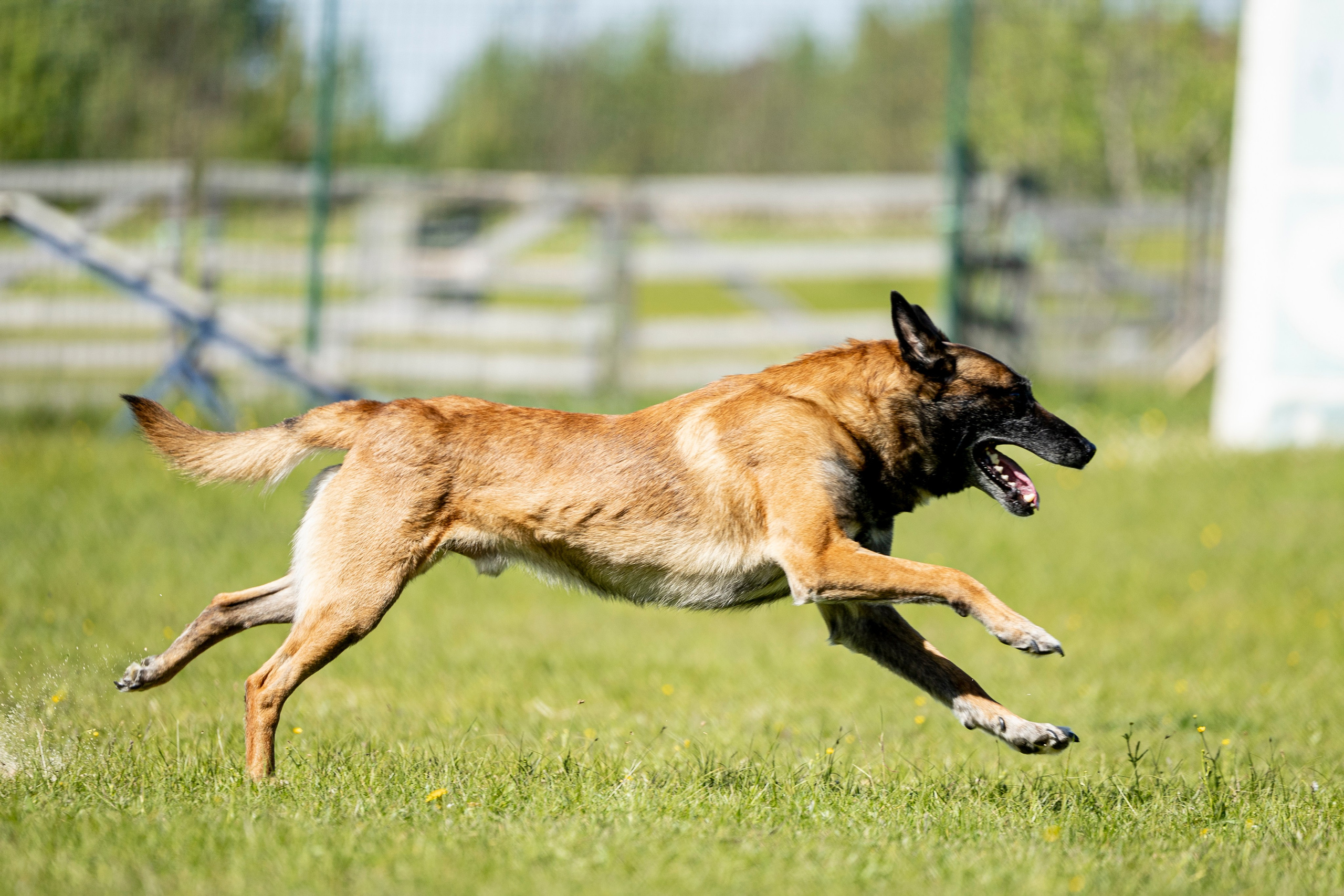 Испытания по мондьорингу в Нижнем Новгороде. Фотограф-анималист Анна Маринич