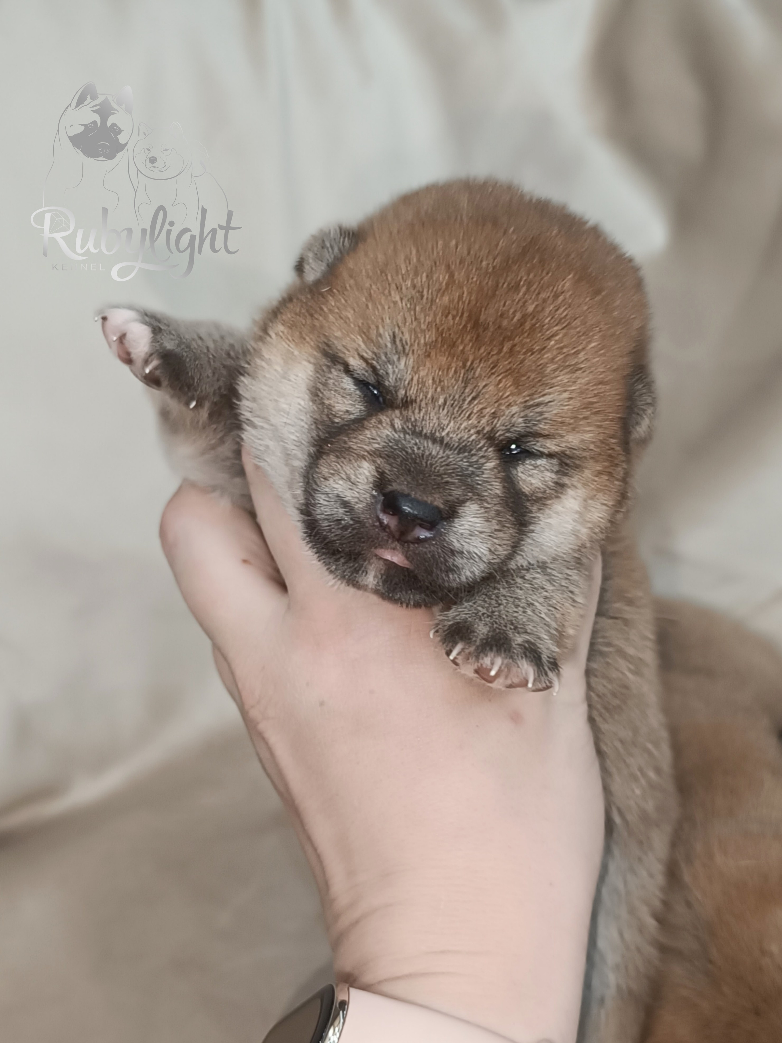 сиба питомник Рубилайт щенки на продажу rubylight  сиба щенки купить СПб Санкт-Петербург 