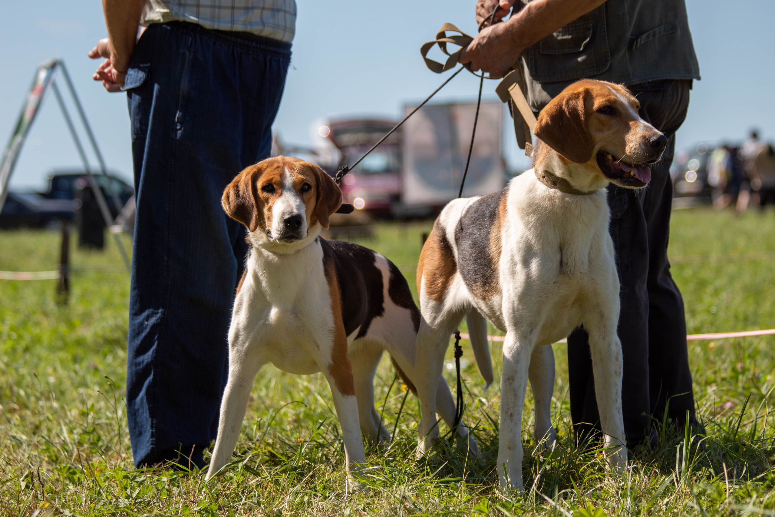 Репортажная съемка в Туле. Фотограф анималист — Тула, Москва