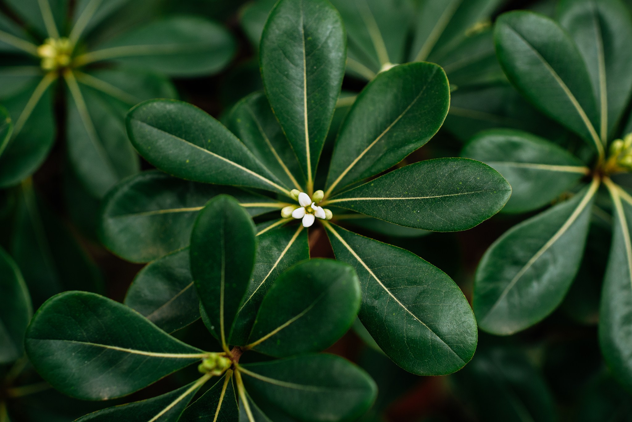 Ботанический сад. Субтропический маршрут. Март 26. Репортажный фотограф в Санкт-Петербурге Анастасия Клёпова