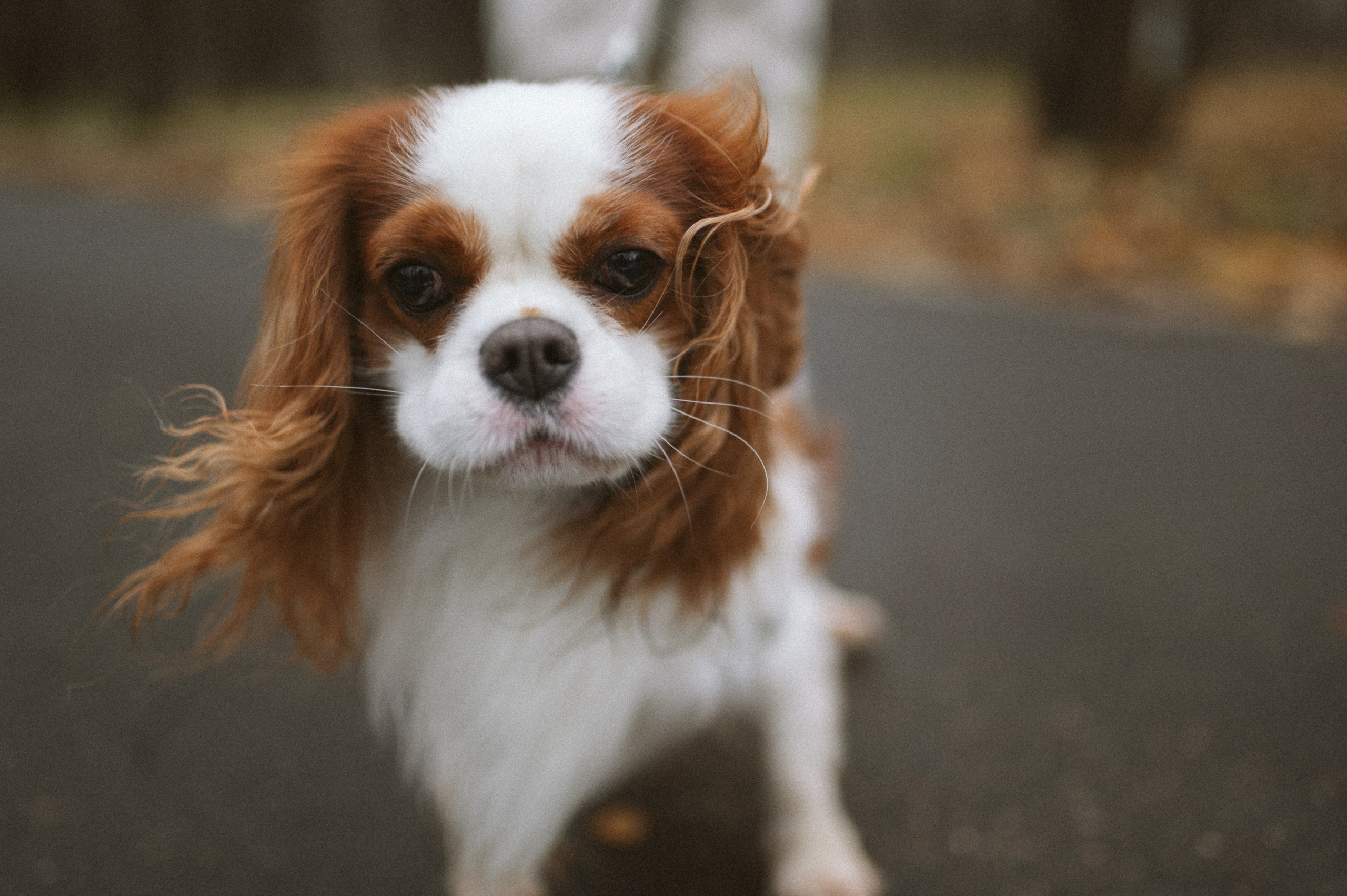 Настя и Тэйлор. Фотограф анималист в Москве Ольга Агушева