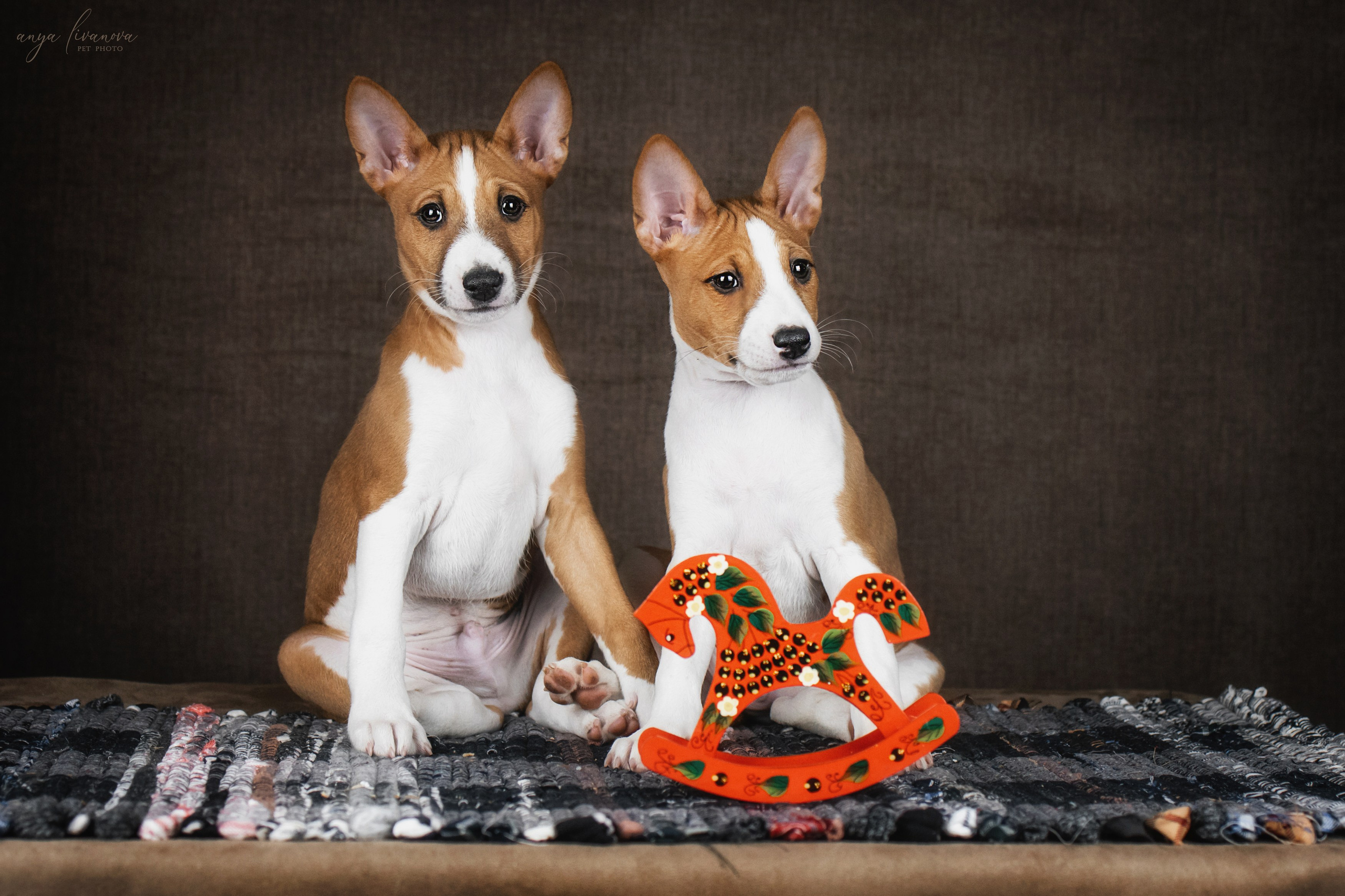 Басенджи. Фотограф анималист Аня Ливанова | Рыбинск