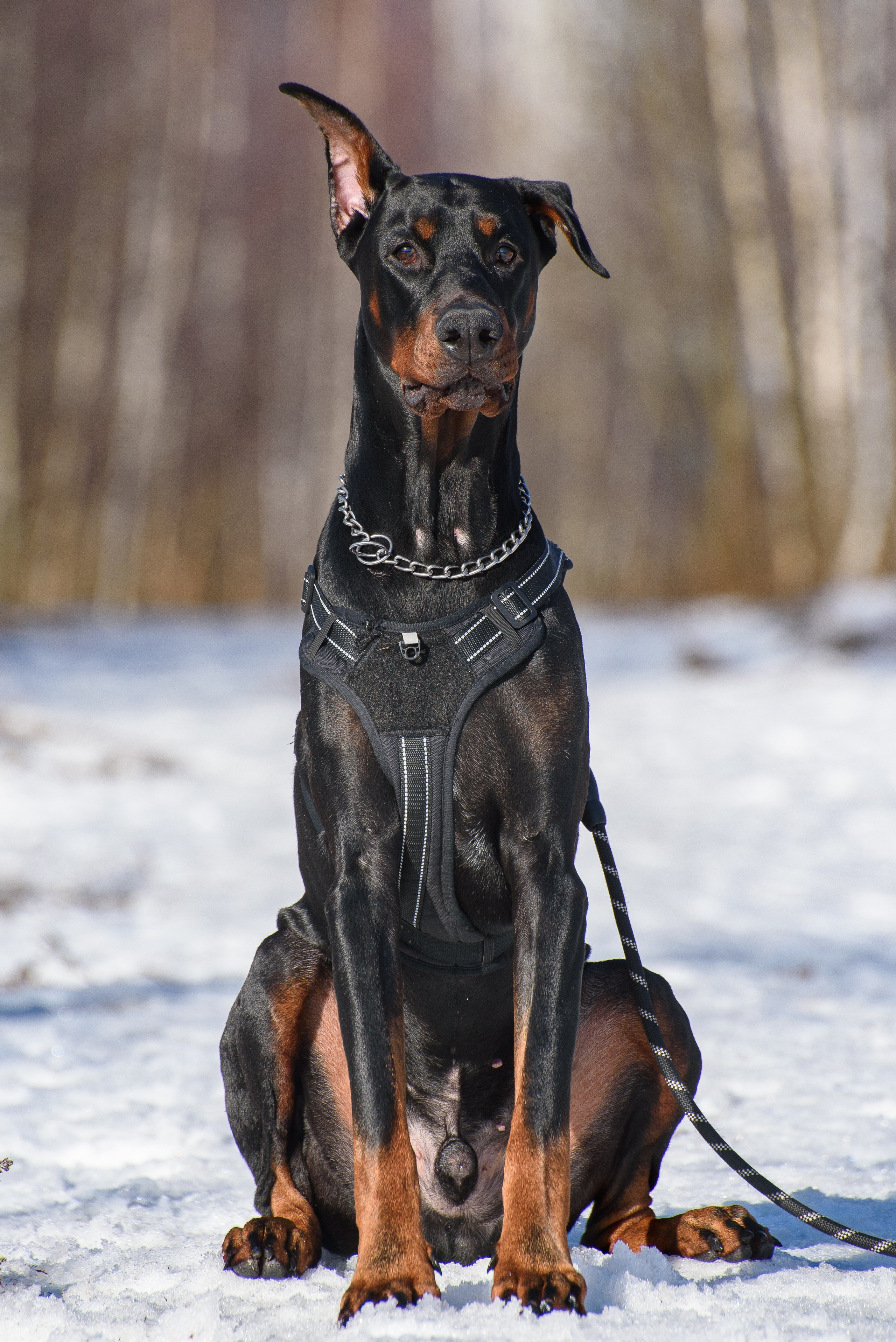 Фотосессию с любимчиком — доберманом. Фотограф Макс Огурцов в Нижнем Новгороде