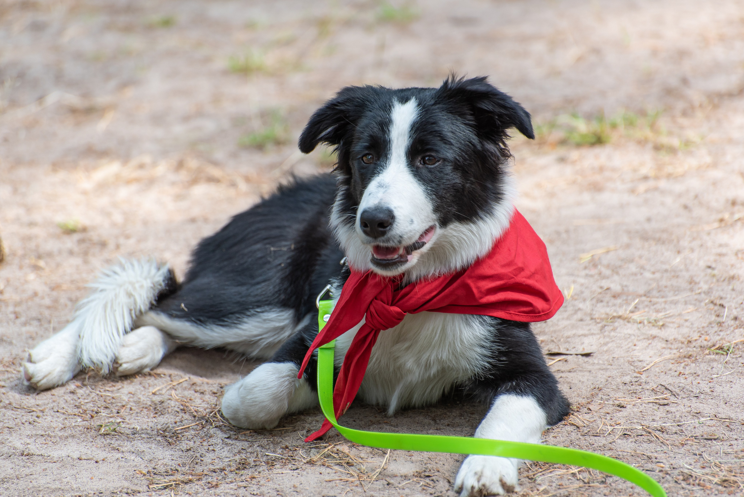 Хвостатые каникулы Детский кинологический лагерь. Фотограф Макс Огурцов в Нижнем Новгороде