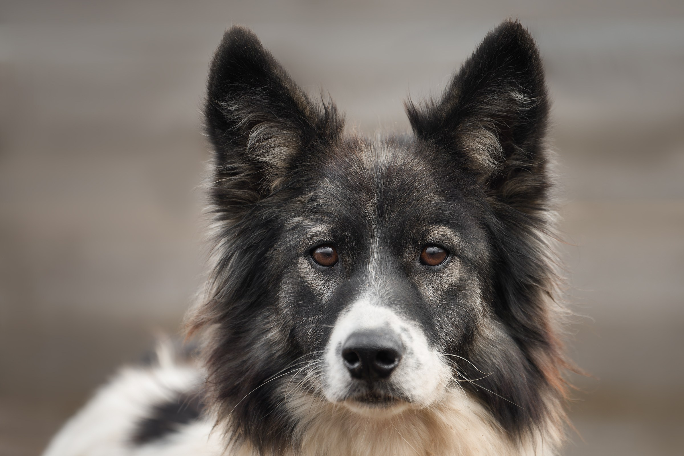 Собаки приюта «Дом северной собаки». Irenephoto.ru