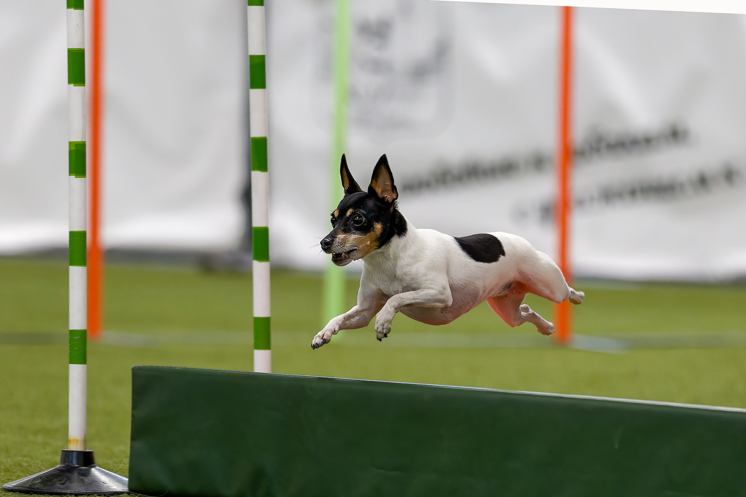 Кубок Пёсбурга 2025. Irenephoto.ru