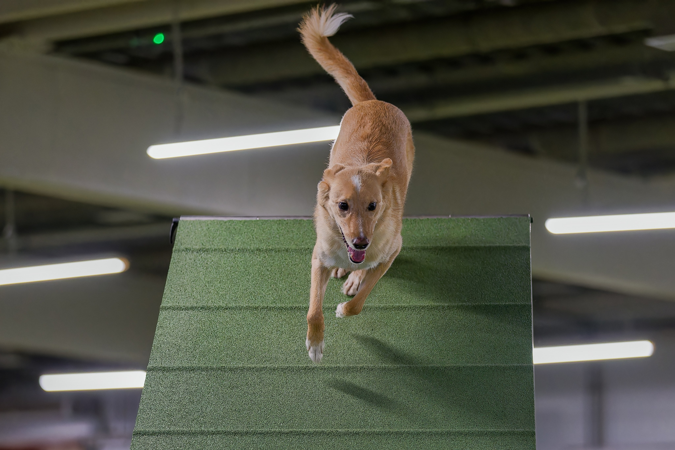 Кубок Пёсбурга 2025. Irenephoto.ru