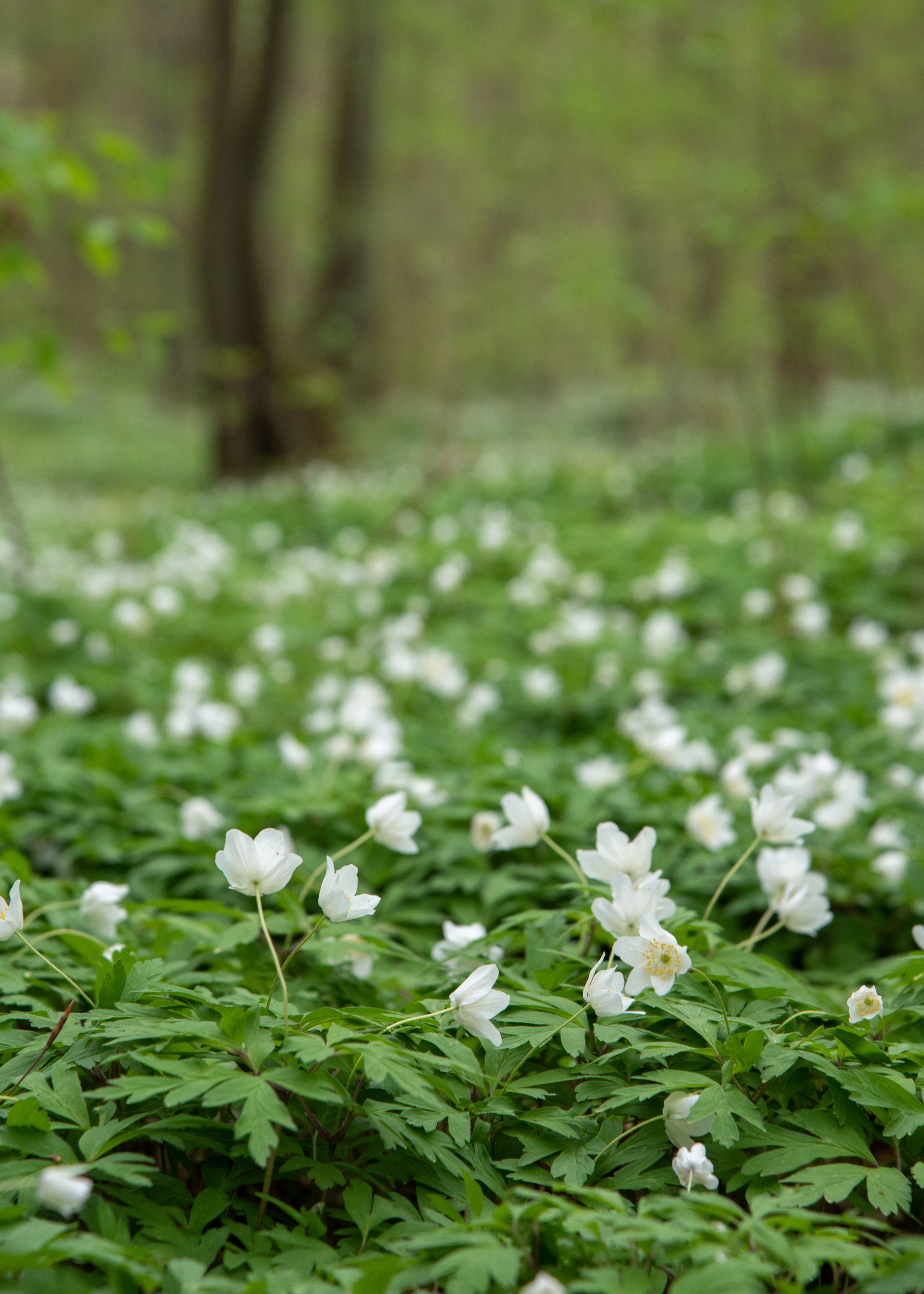 Калининград, Светлогорск. Фотограф Юлия Зимина