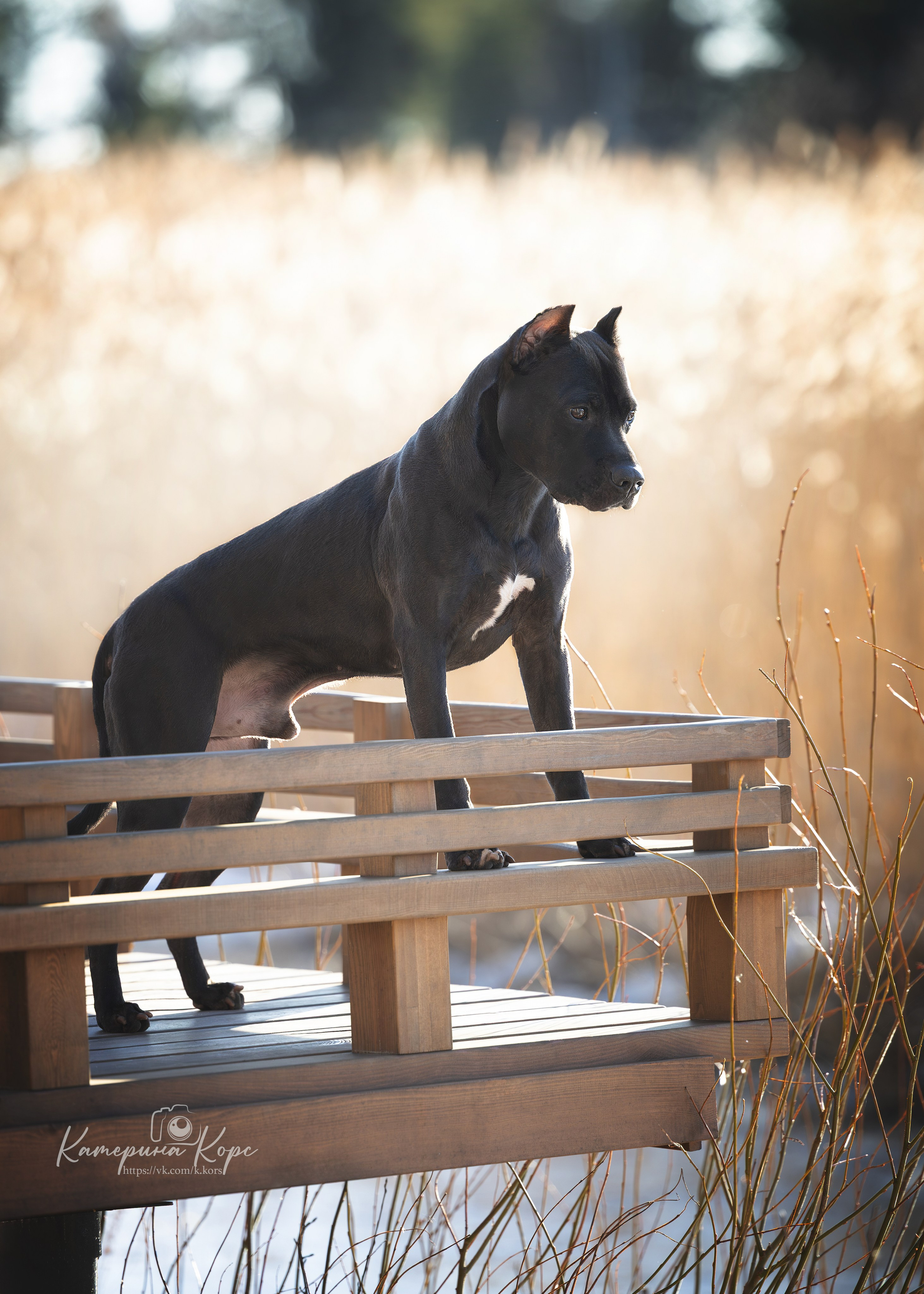 Прогулки. Главная