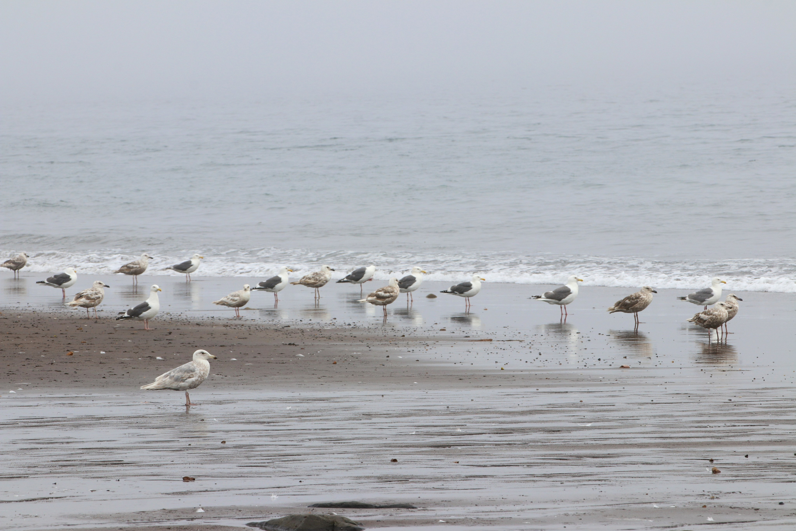Камчатка и о. Парамушир. Июль 2024. Путешественник-фотограф из Санкт-Петербурга Татьяна Свистулина