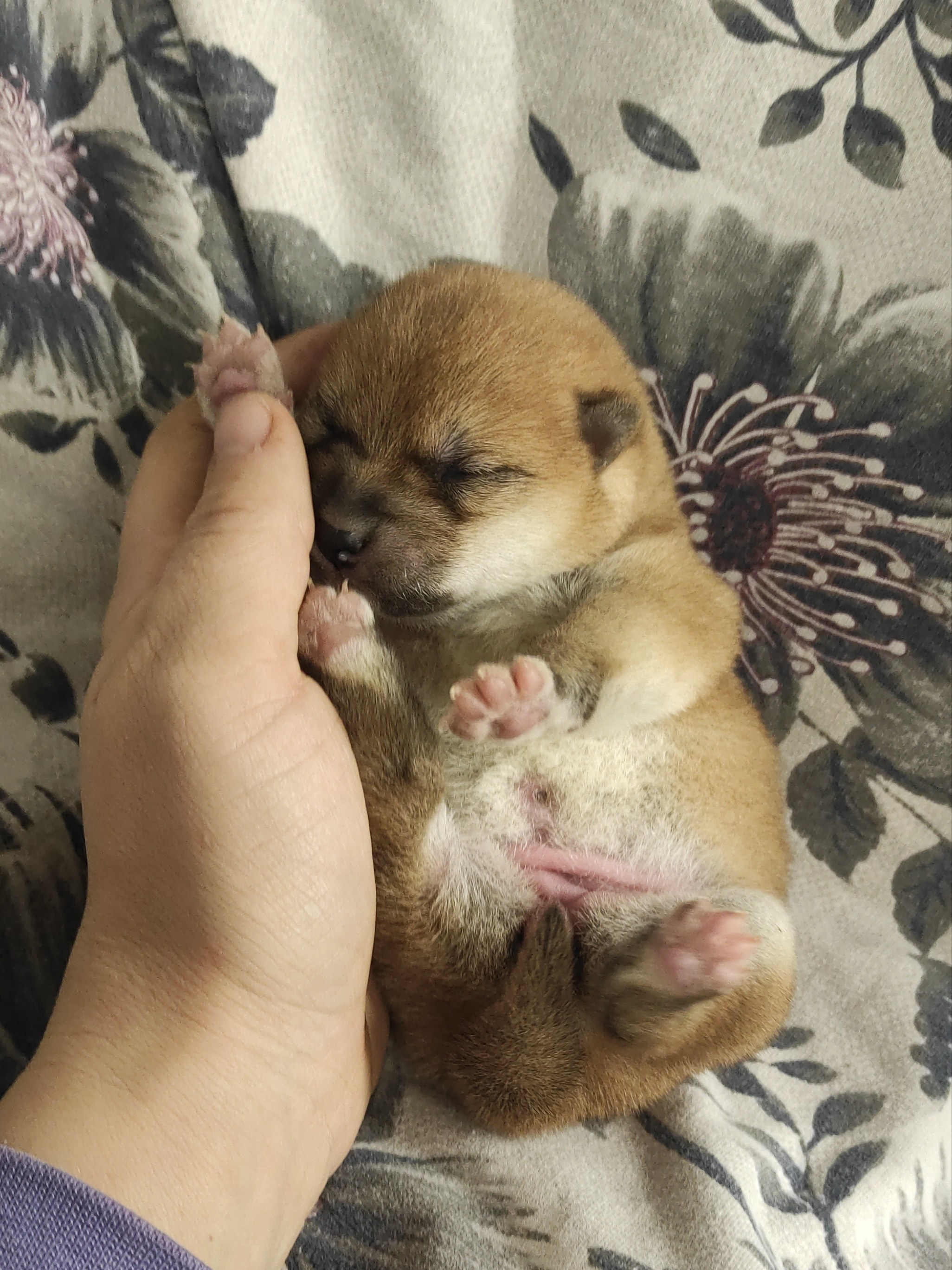 сиба питомник Рубилайт щенки на продажу rubylight  сиба щенки купить СПб Санкт-Петербург 