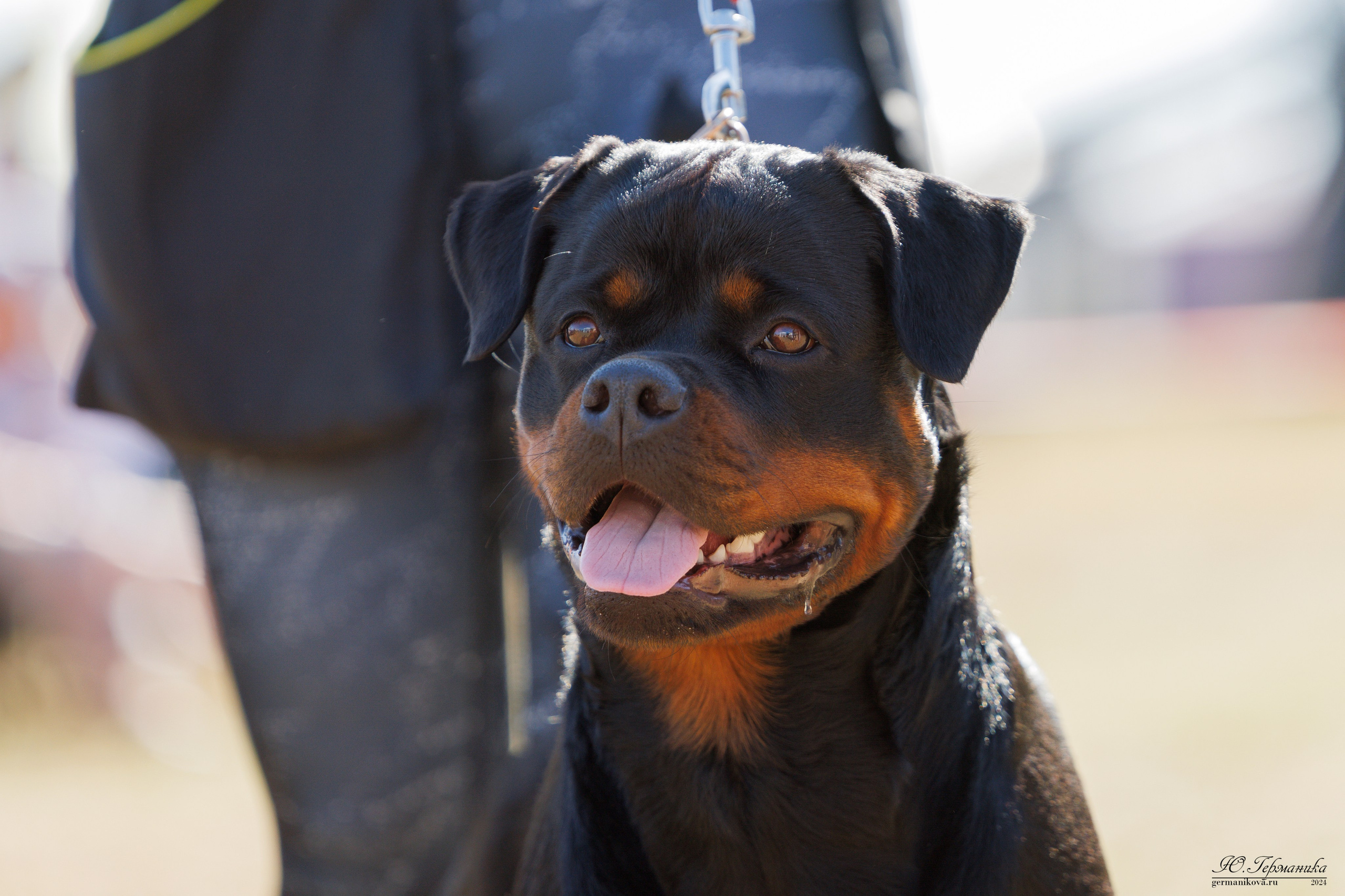 ПК и КЧК ротвейлеры Тверь 6-7.07.2024. Фотограф-анималист Юлия Германика